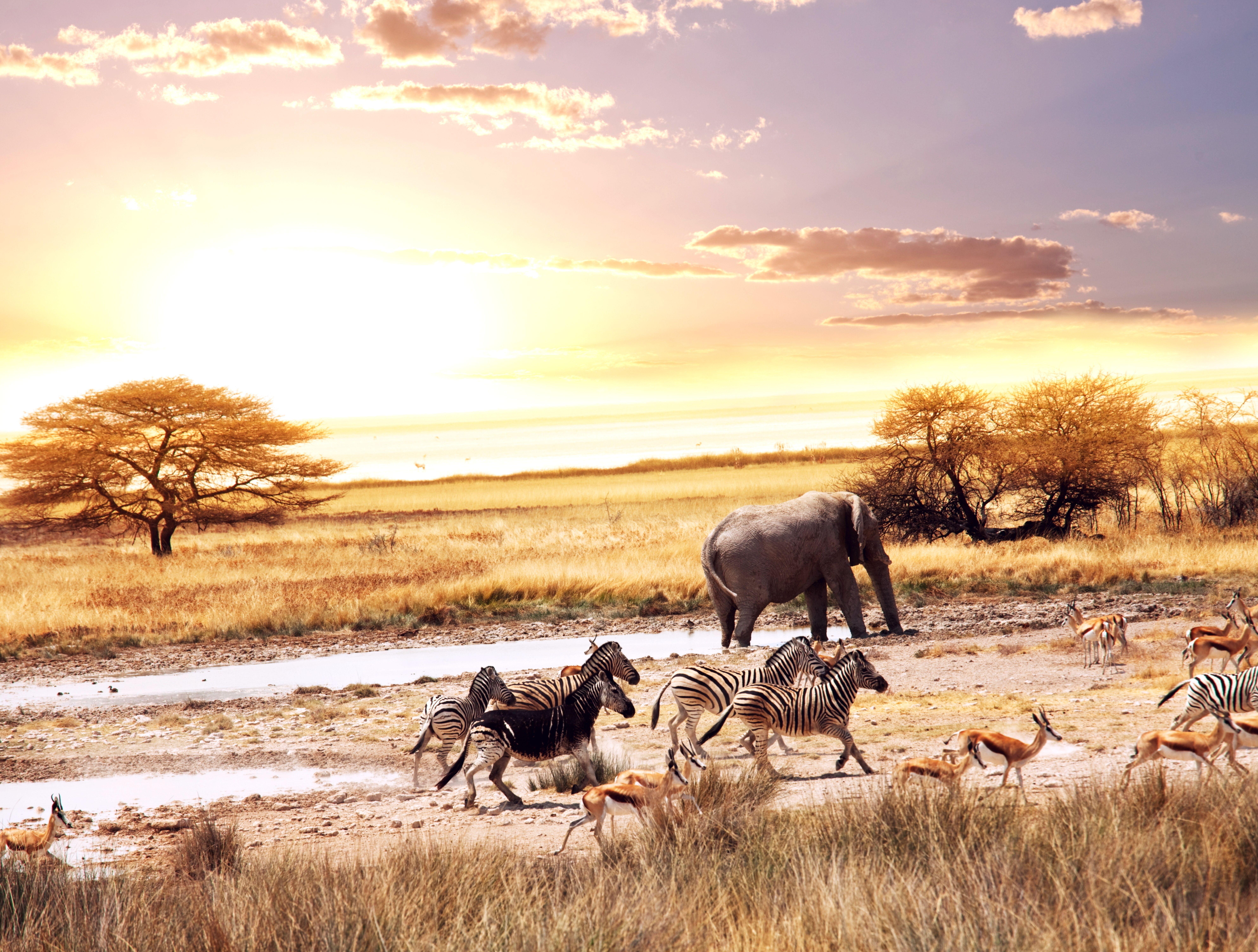 Wallpapers African Savanna, African Elephants, Zebras, Deers, 4K