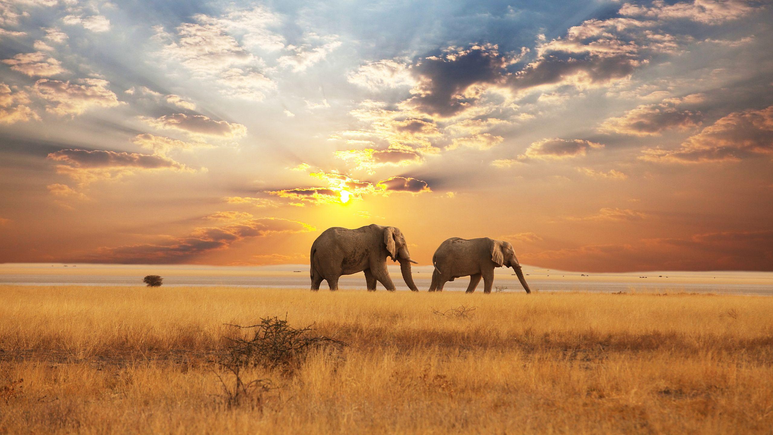 african savanna wallpapers Group with 57 items