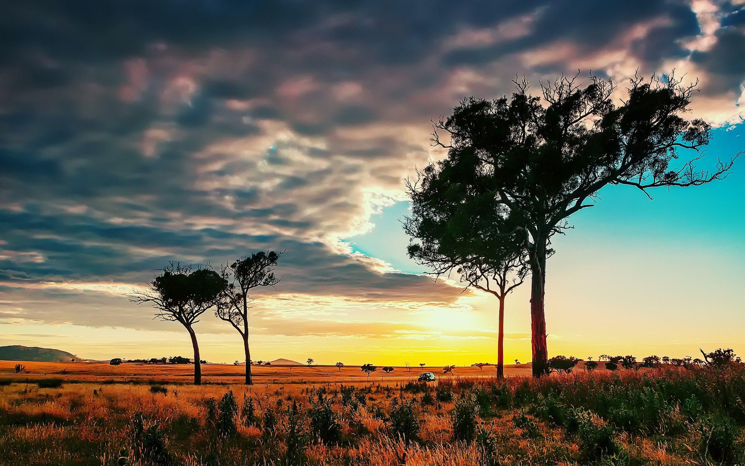 Trees in the African savanna wallpapers and image