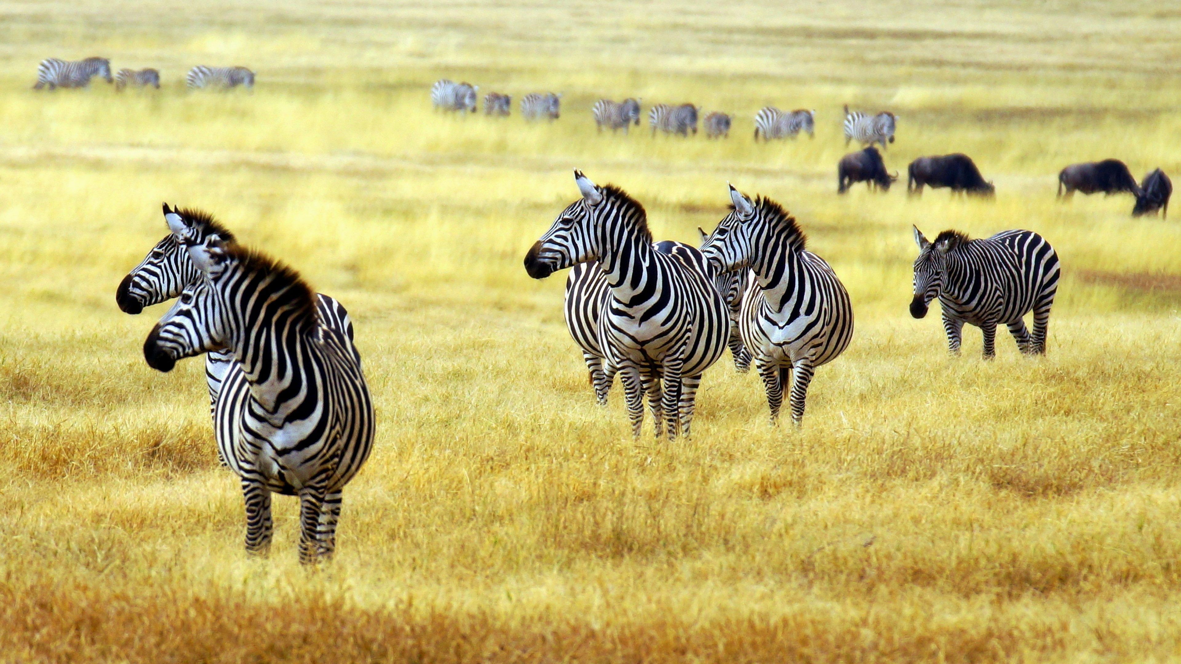 Zebras in African Savanna Forest wallpapers