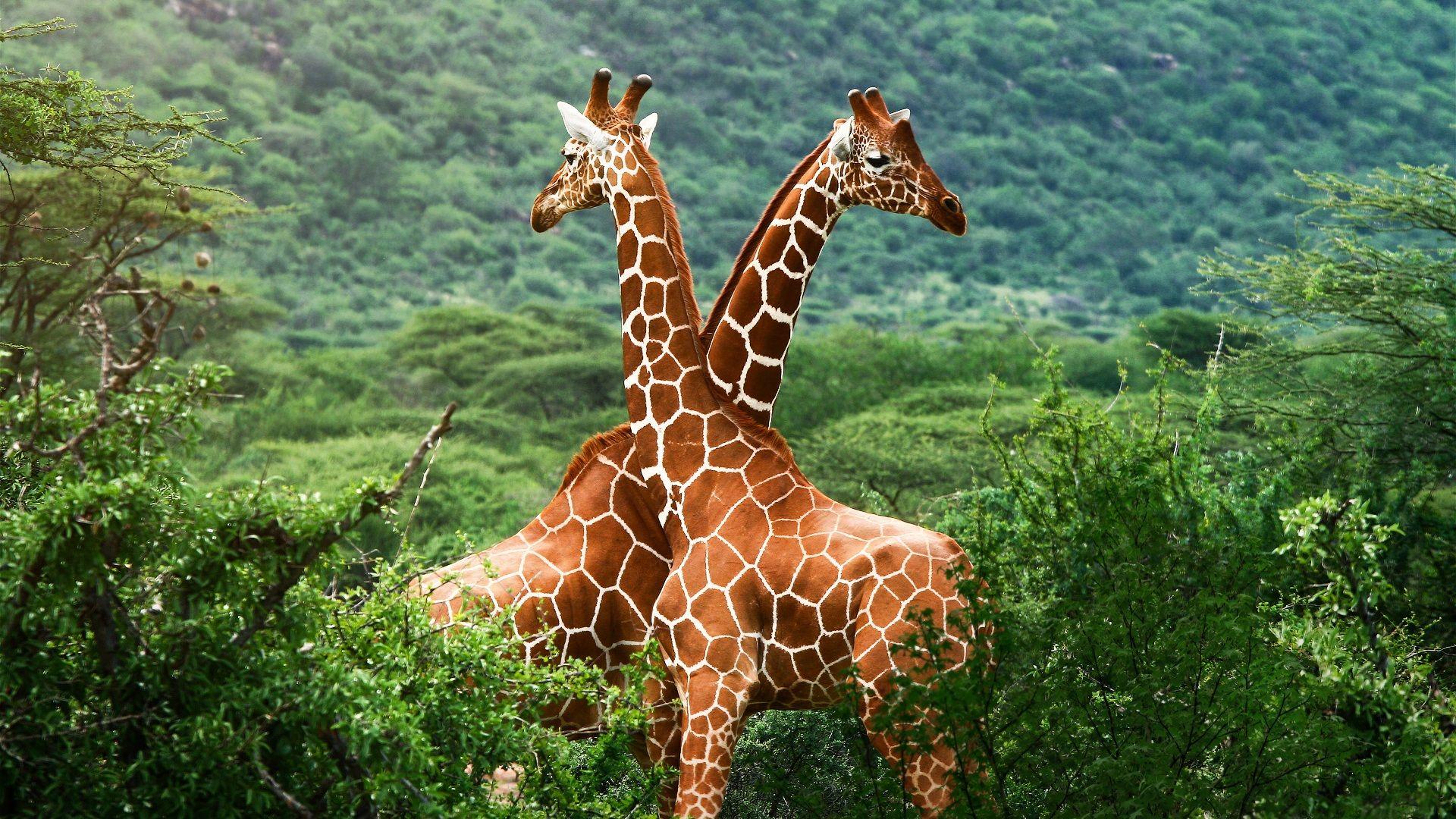 Download Wallpapers 1920x1080 African savanna giraffes Full HD