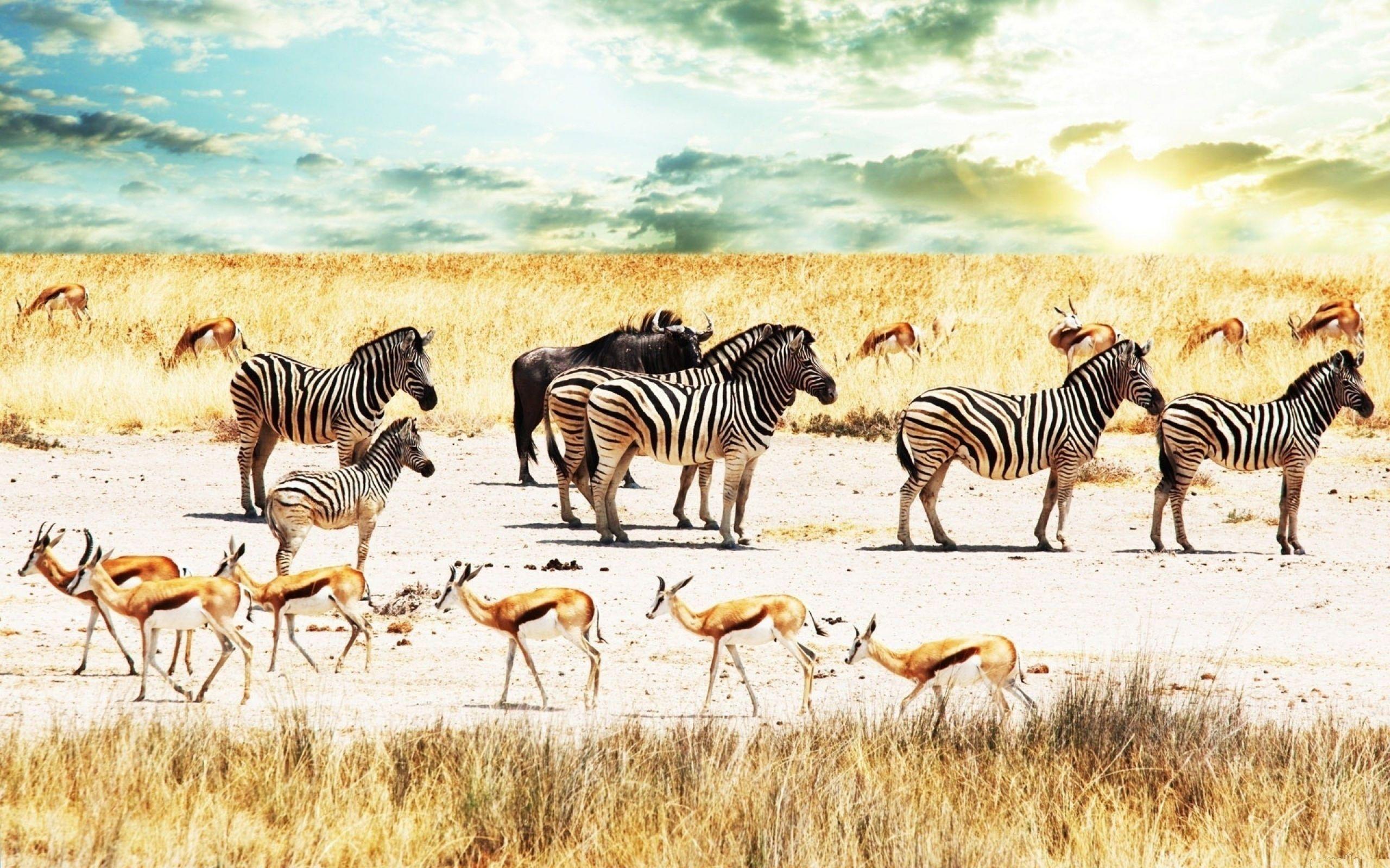 Download Wallpapers 2560x1600 Buffalo, Zebra, Africa, Sky, Savannah