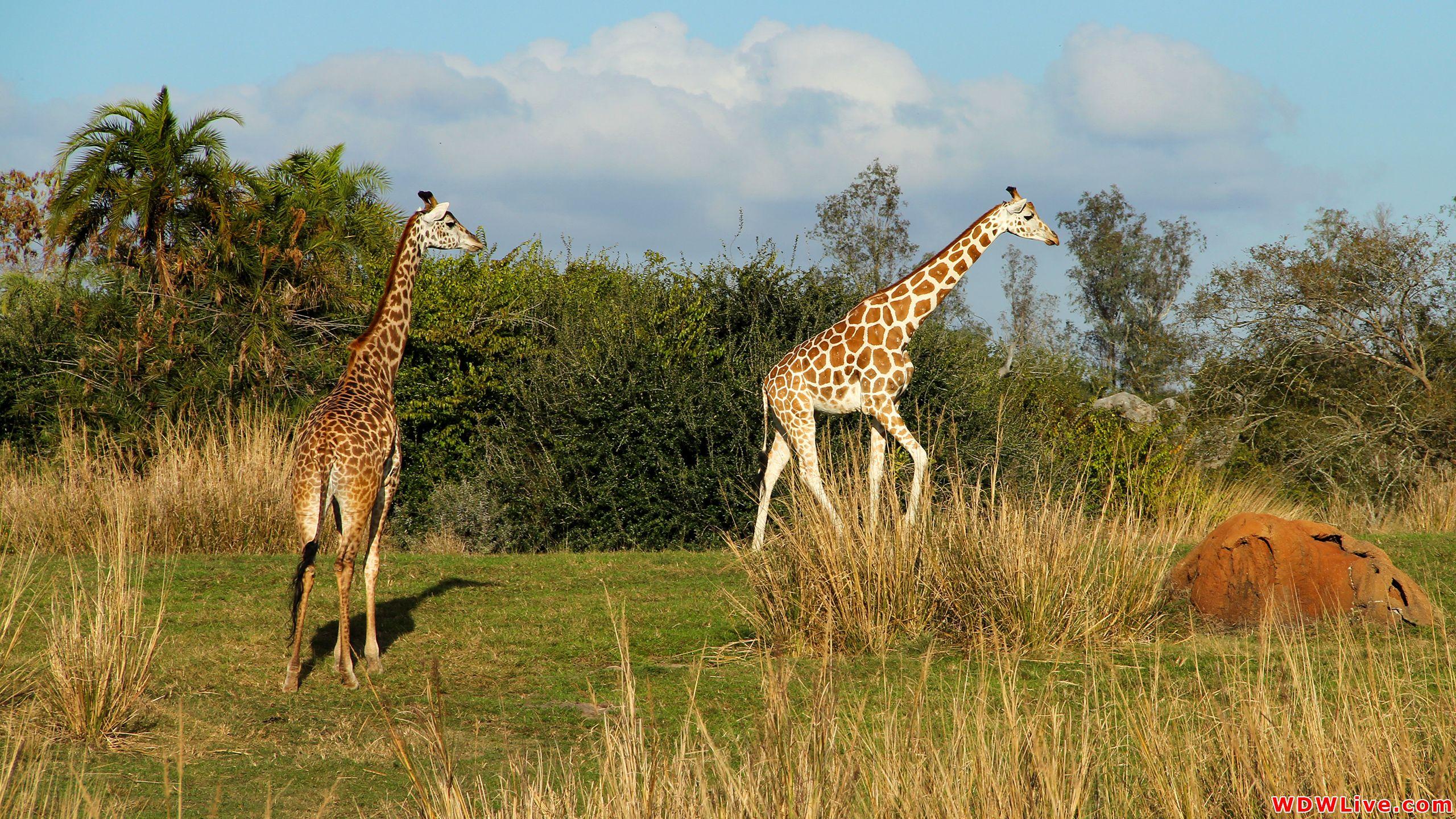 Kilimanjaro Safaris: Two giraffes roam the African savanna of the