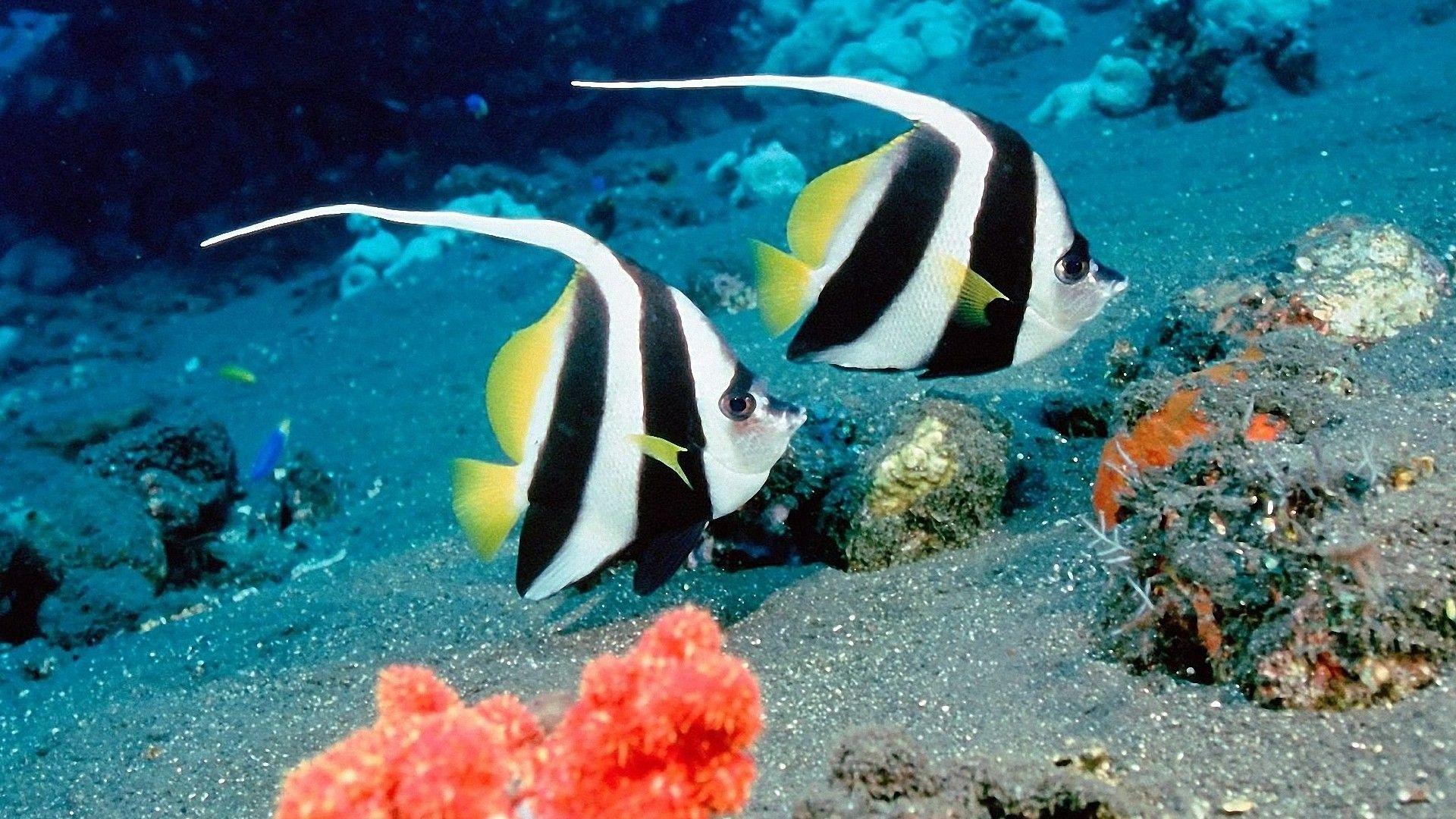 Under Sea Life Fish HD Wallpaper