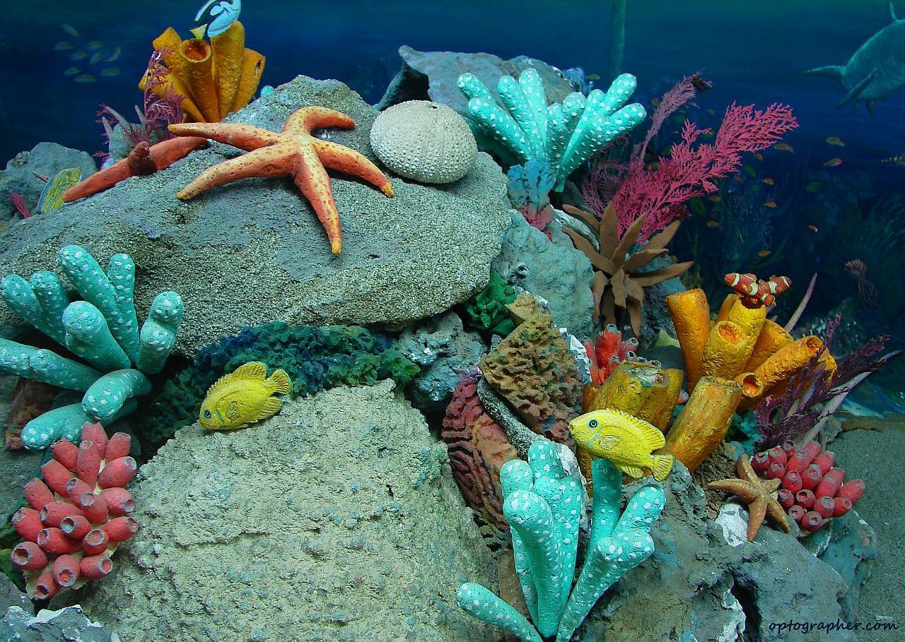 Sea Life Image. Beautiful Cool Wallpaper