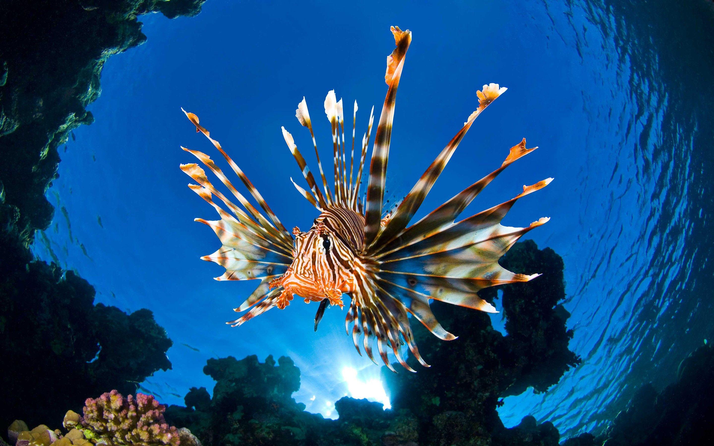 Oceans Nature Underwater Sea Corals Life Fish Marine Ocean Live