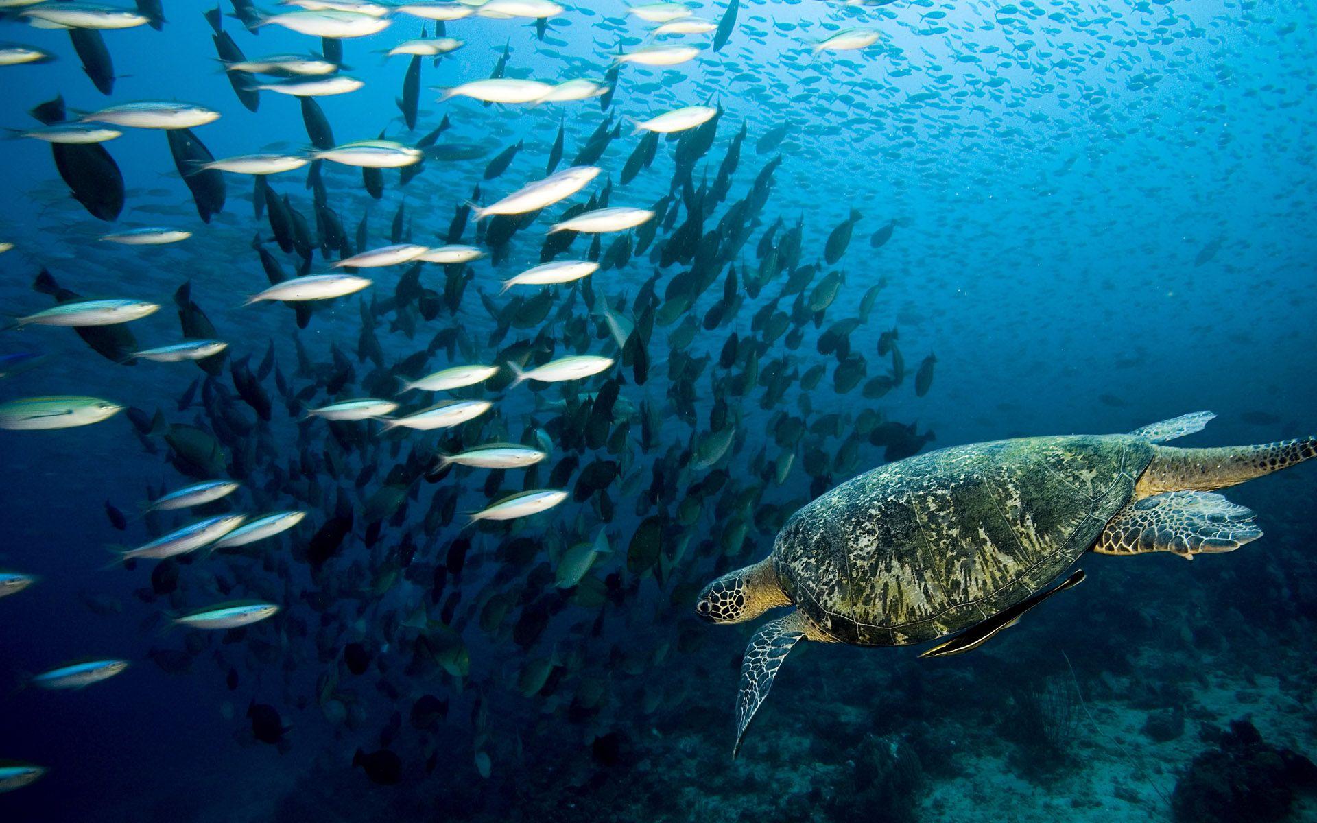 Animals Underwater Wallpaper HD Water Marine Life