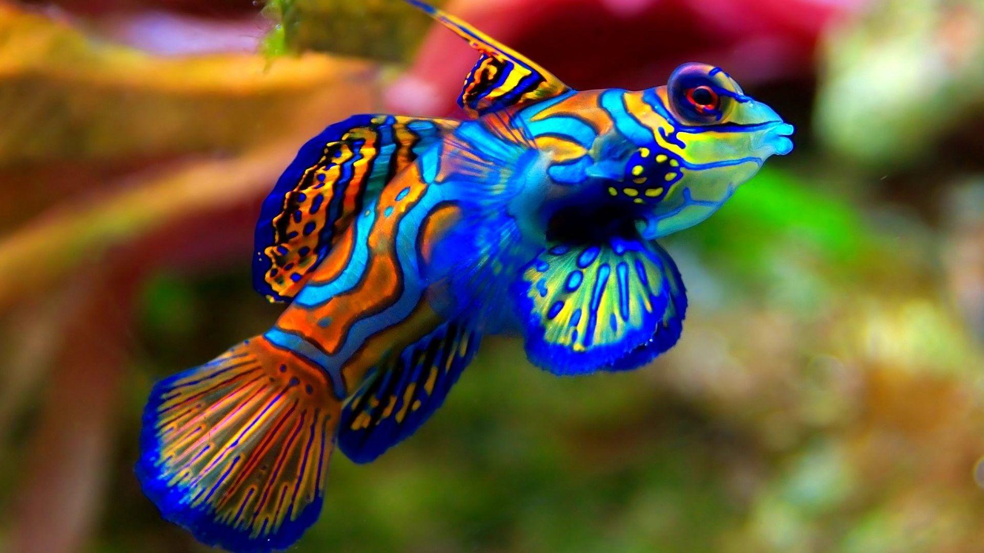 Fishes: Ocean Sealife Underwater Sea Nature Fish Fishes Photo HD