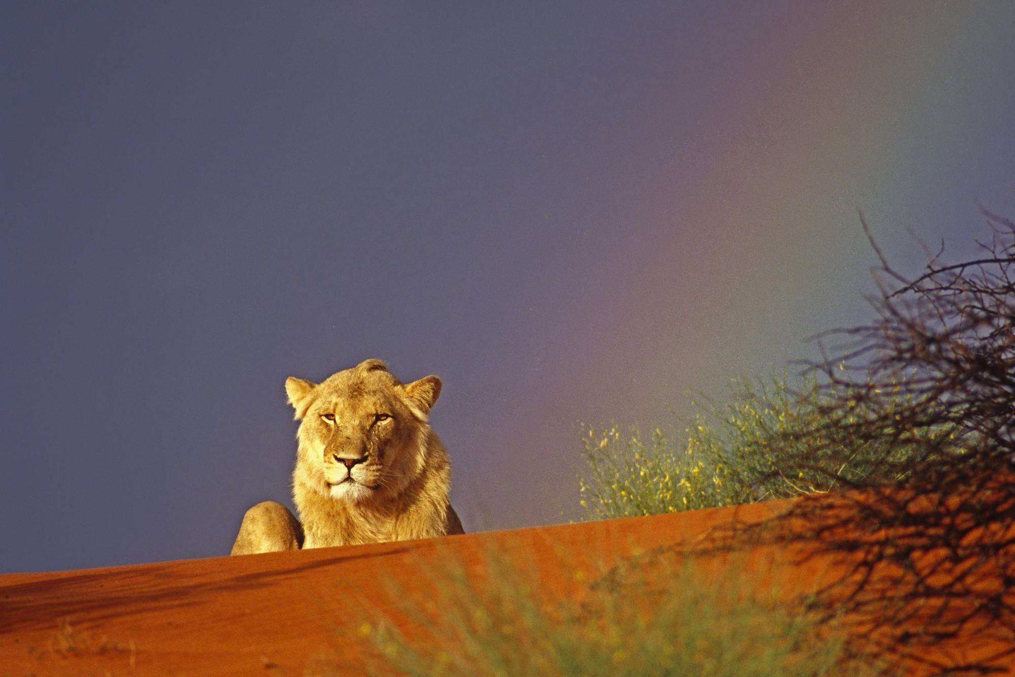 Rainbow Lion Wallpaper