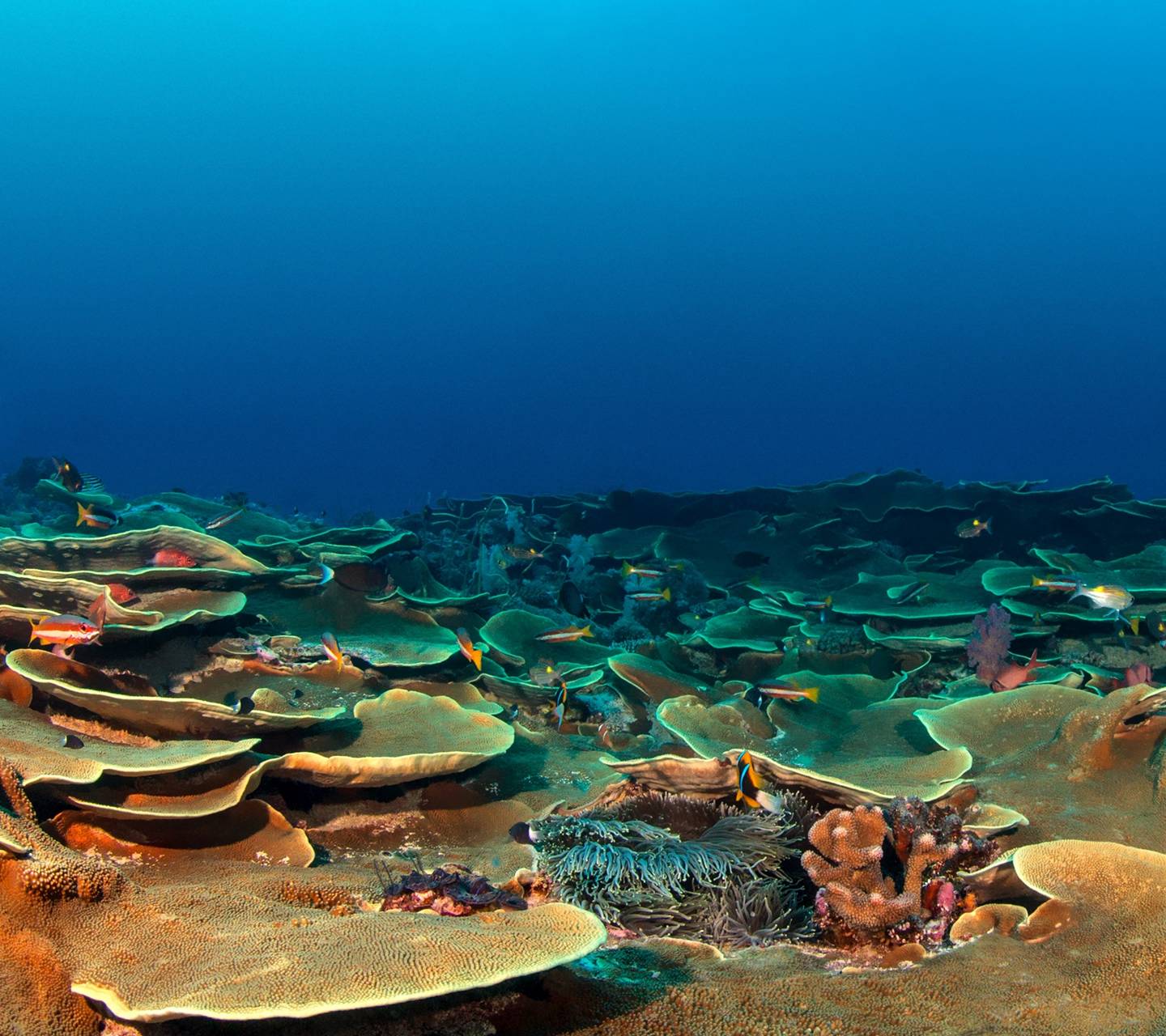 Download free pixel 2 wallpaper for your mobile phone