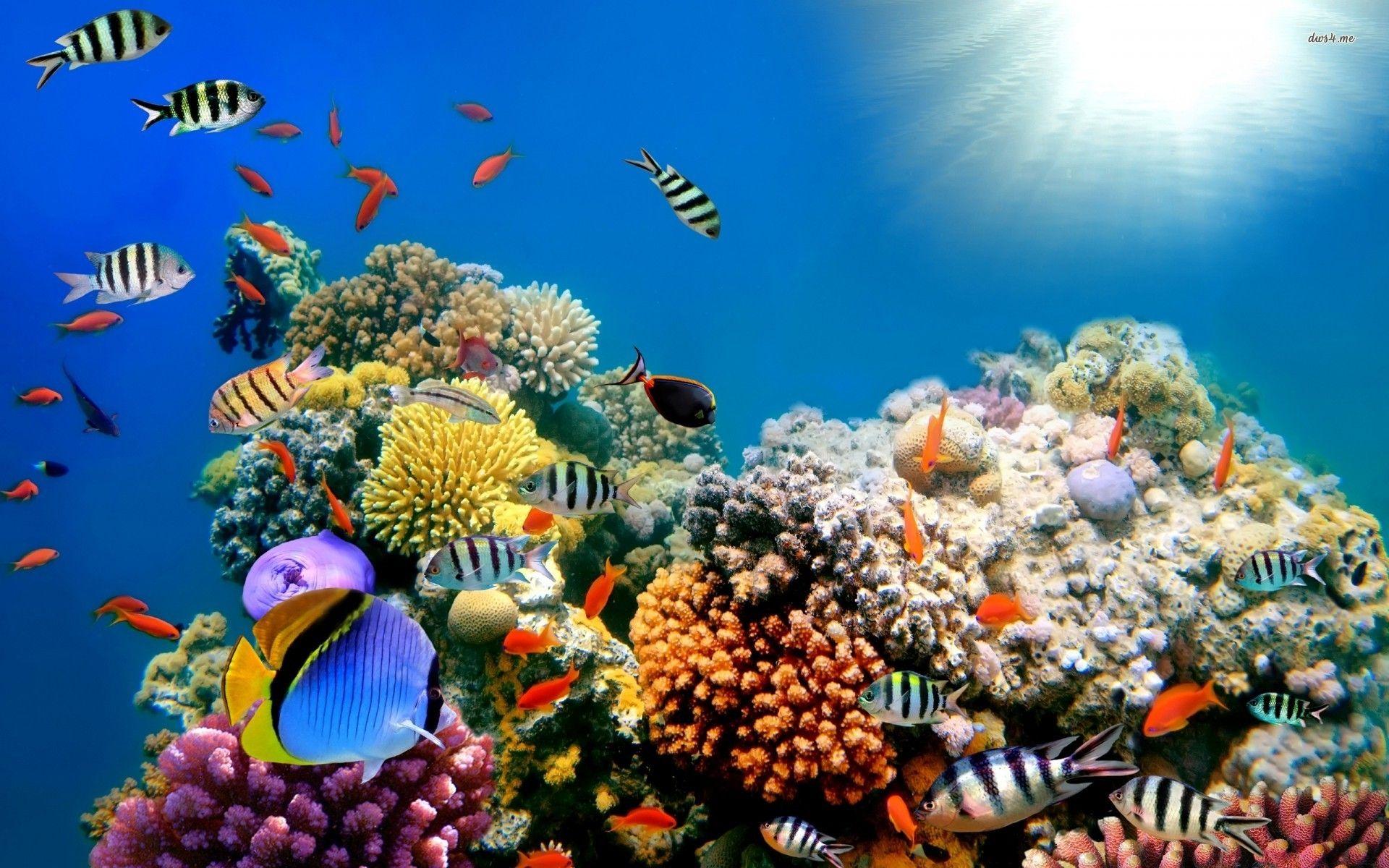Colorful Coral Reef Wallpaper Desktop h6