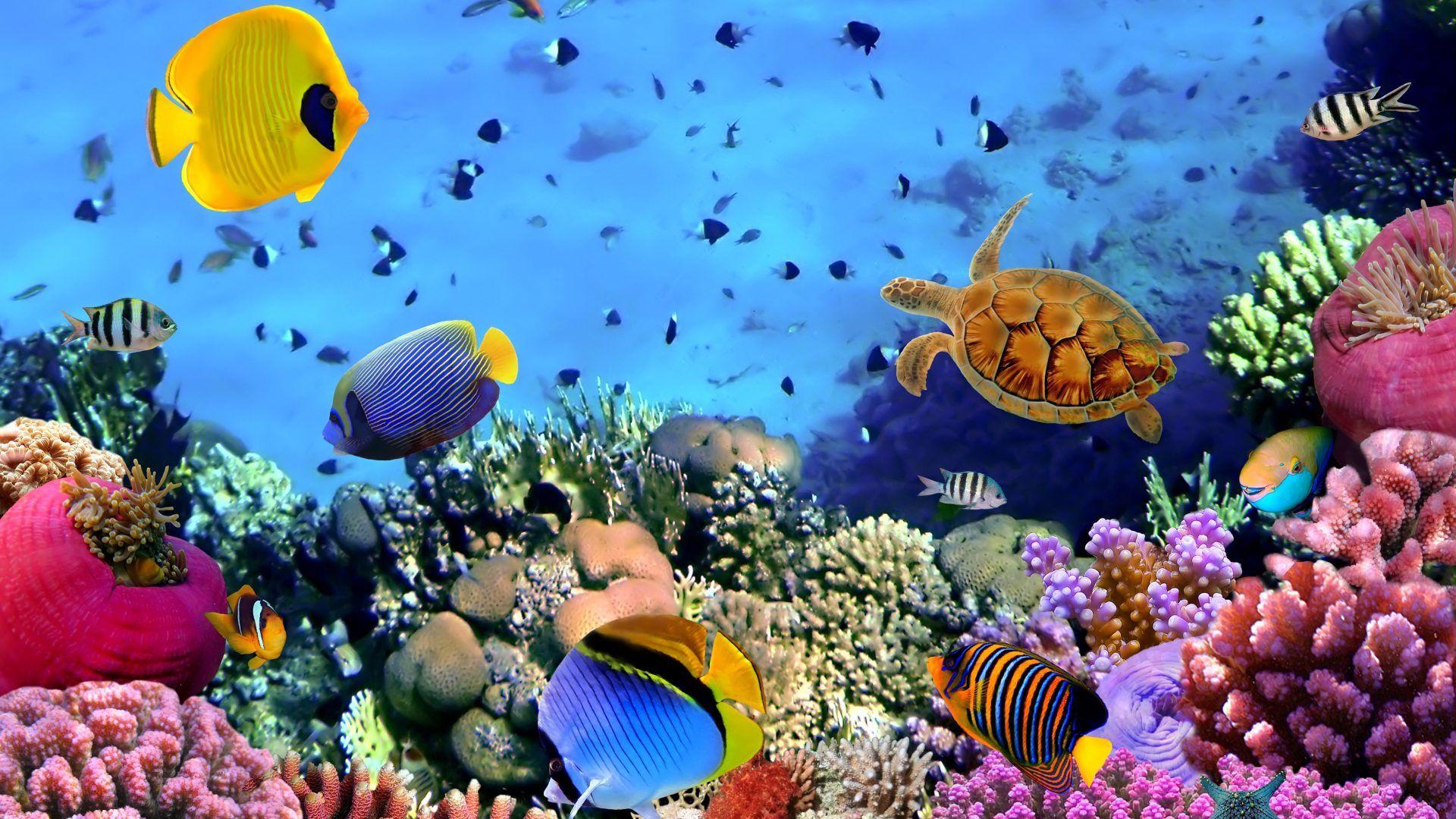 Coral Reefs wallpaper: Beautiful Natures Wealth Coral Reef