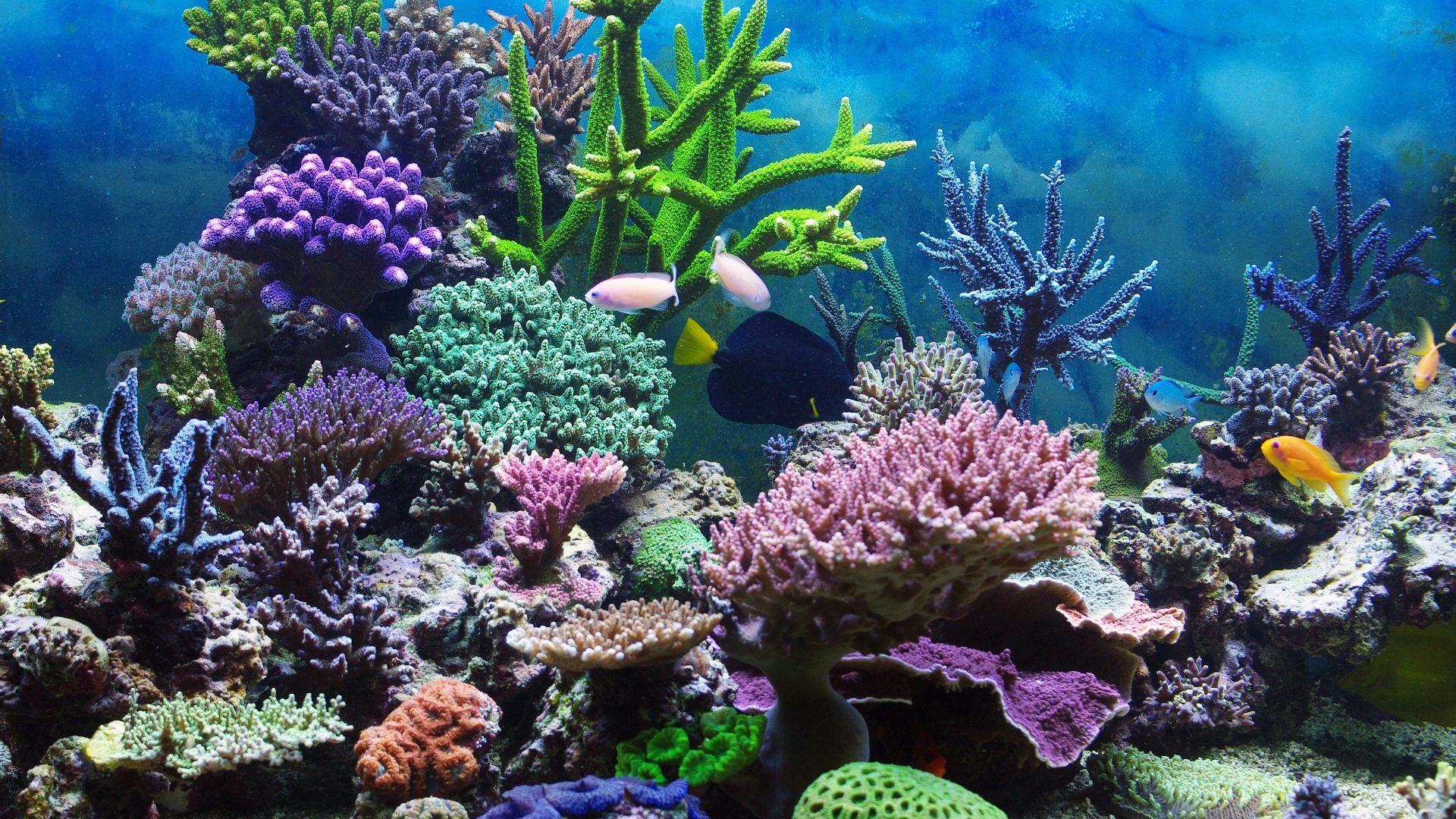 Coral Reefs wallpaper: Fish Plants Sea Reef Tropical Coral Desktop