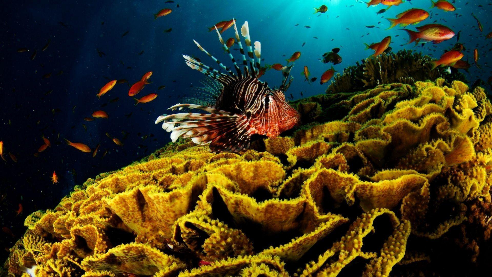 Coral Reef Wallpaper 25134 1920x1080 px