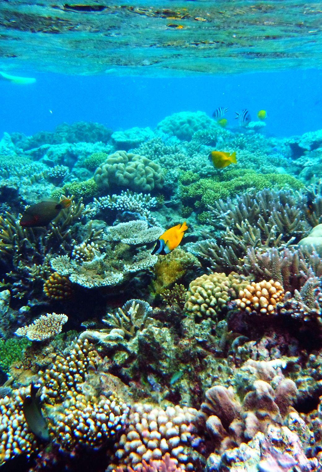 Great Barrier Reef Wallpaper, HD Quality Great Barrier Reef