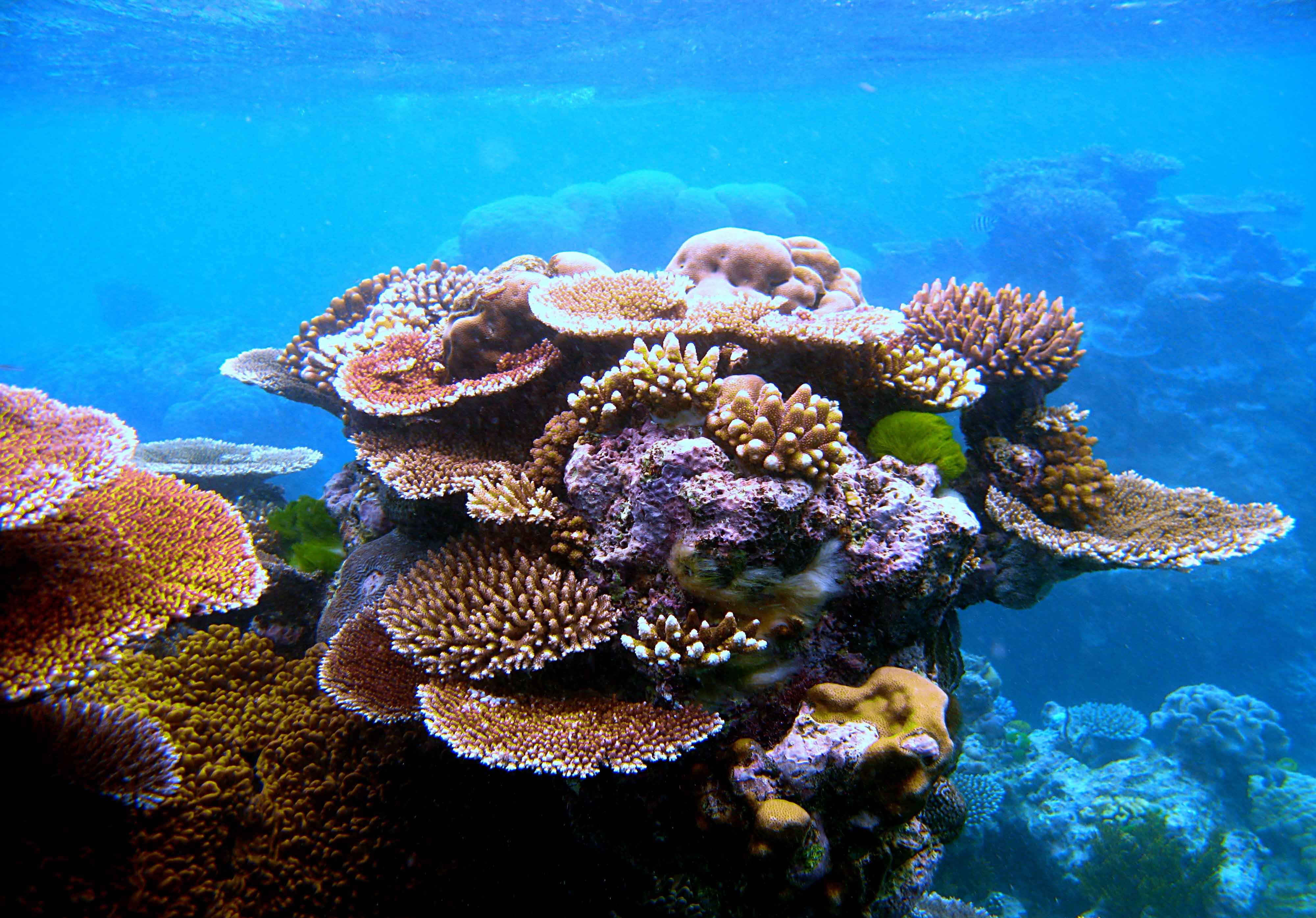 Awesome Coral Reef Photo. Coral Reef Wallpaper
