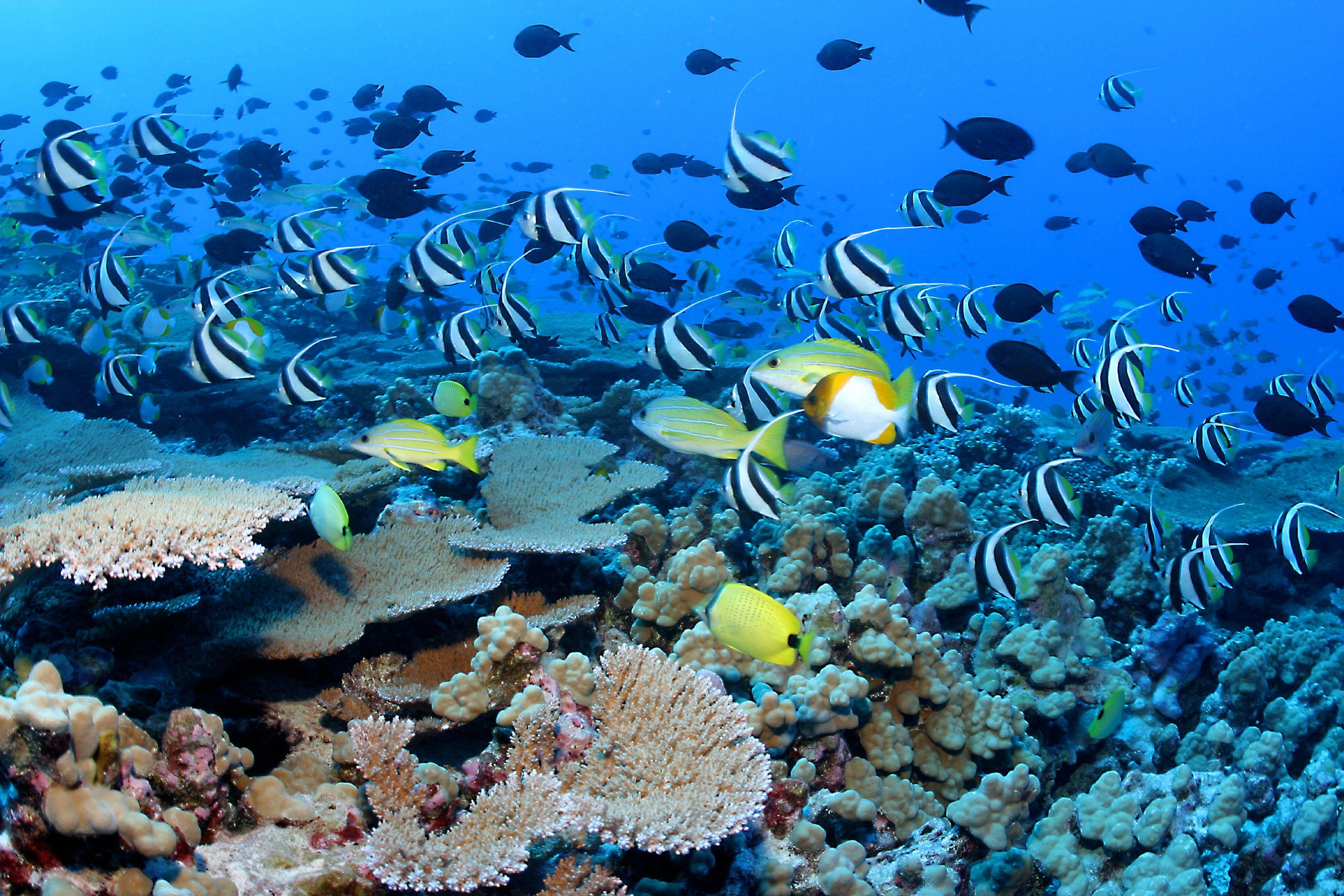 Coral Reef Fishes Wallpaper HD Wallpaper