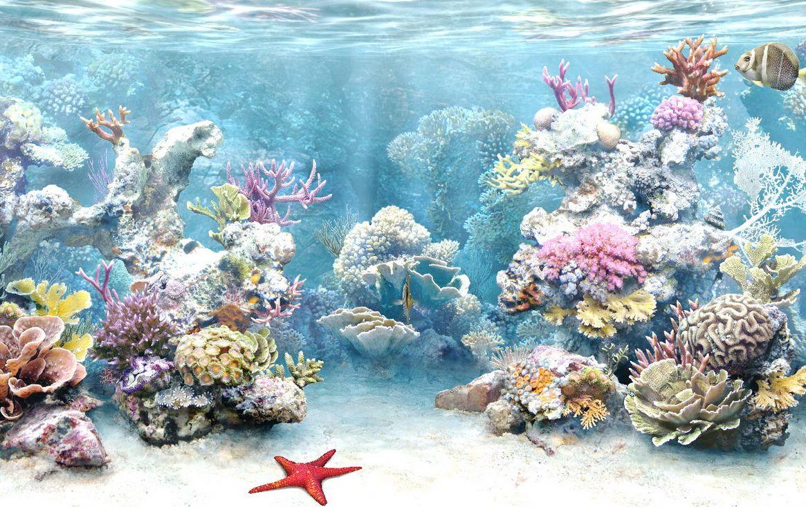 Selma Horn: coral reef