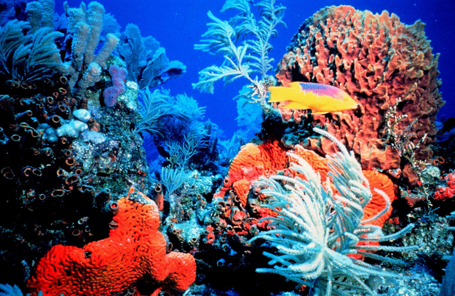 Coral Reef Image (23)