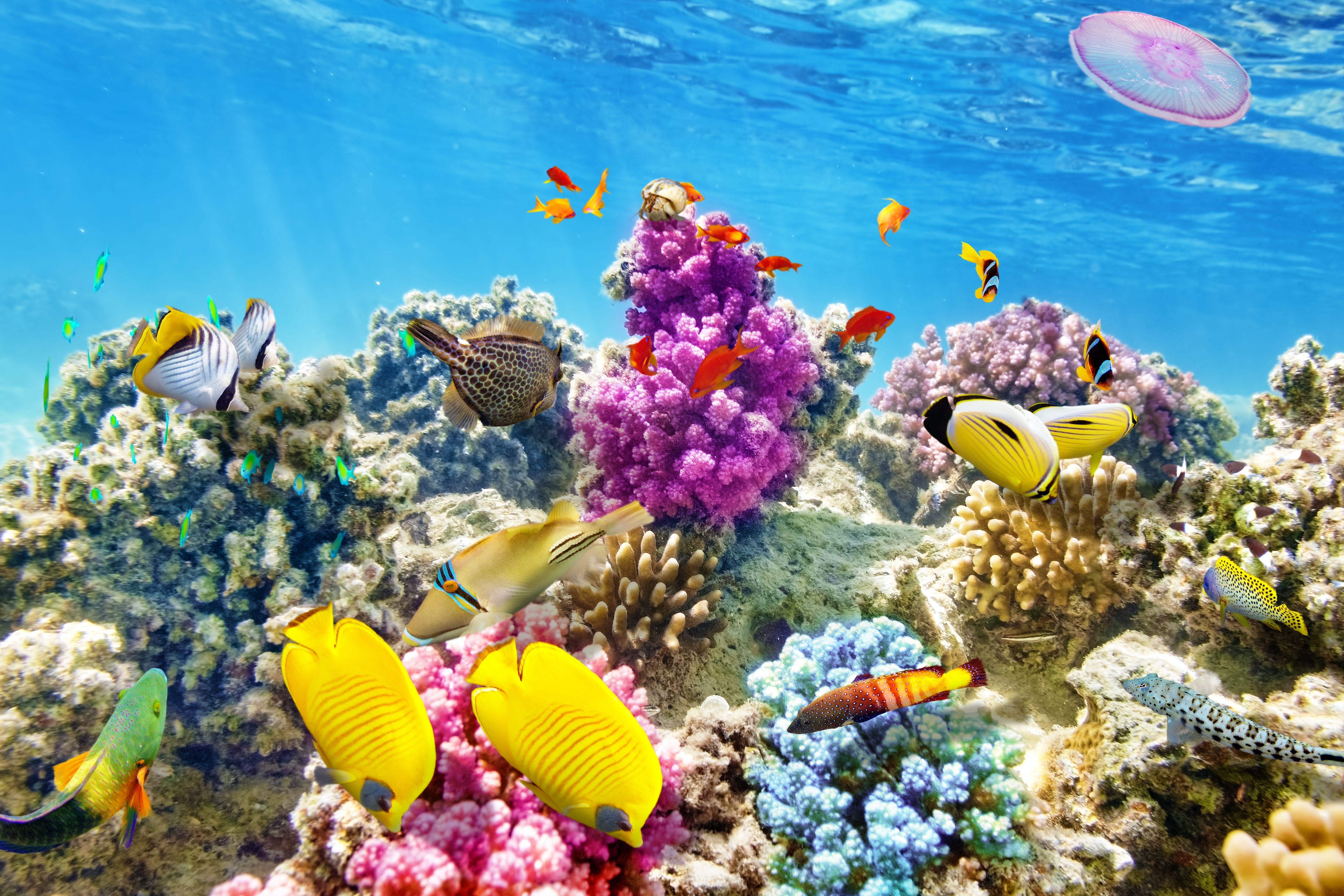 Coral Reef HD Wallpaper and Background Image