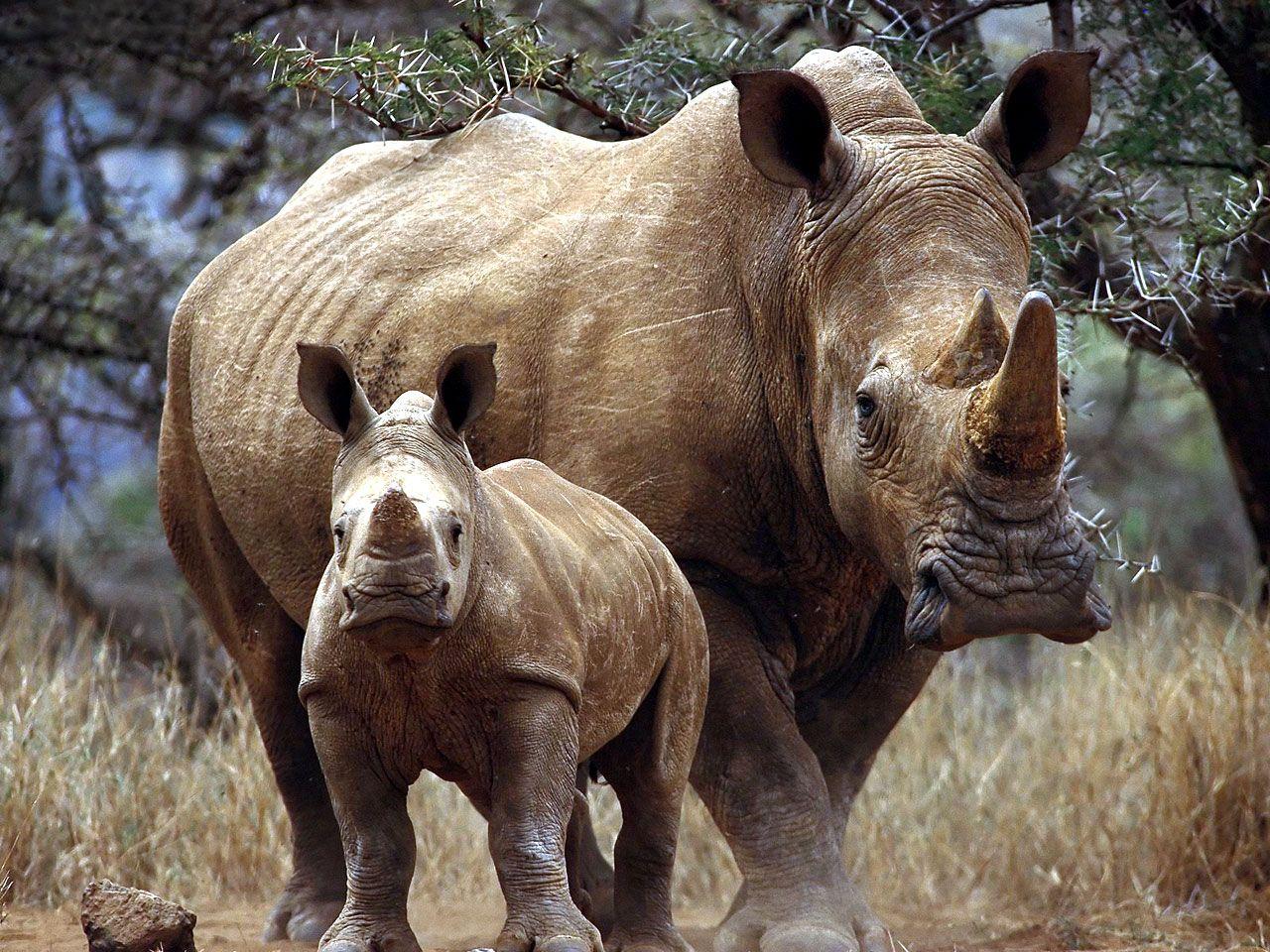 White Rhinoceros Wallpapers - Wallpaper Cave