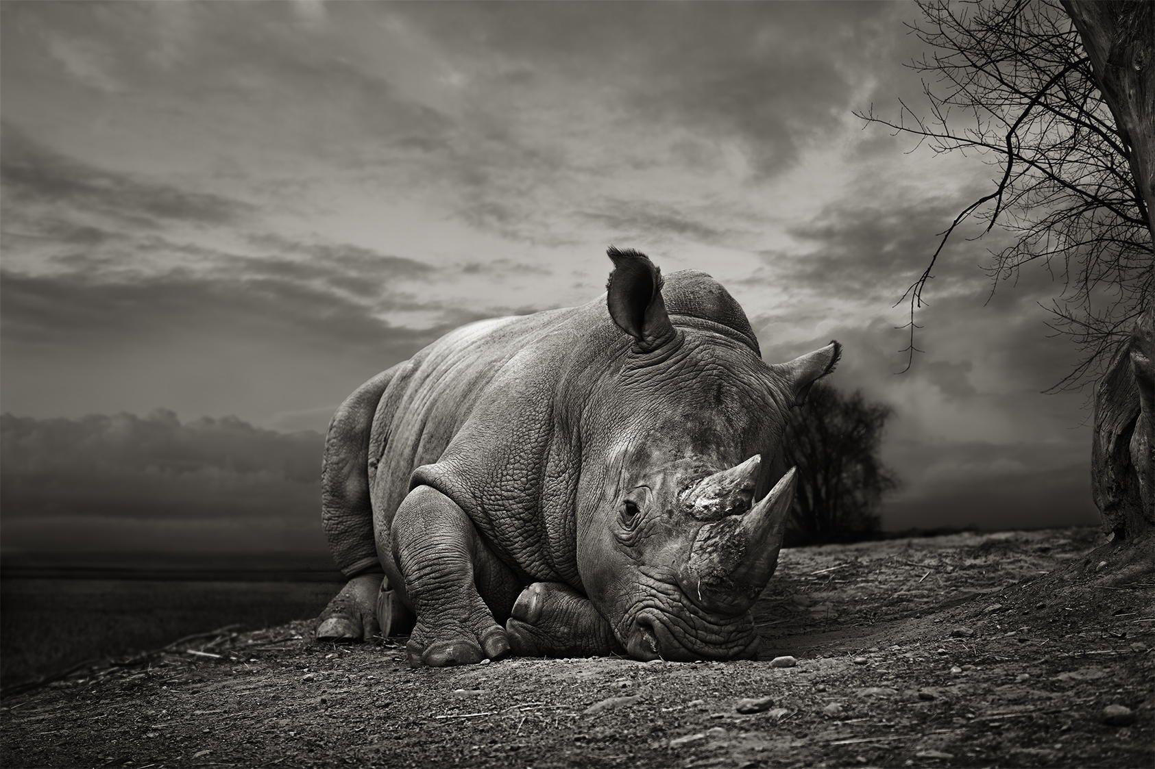 White Rhino by Thomas Marasco on 500px. RHINO