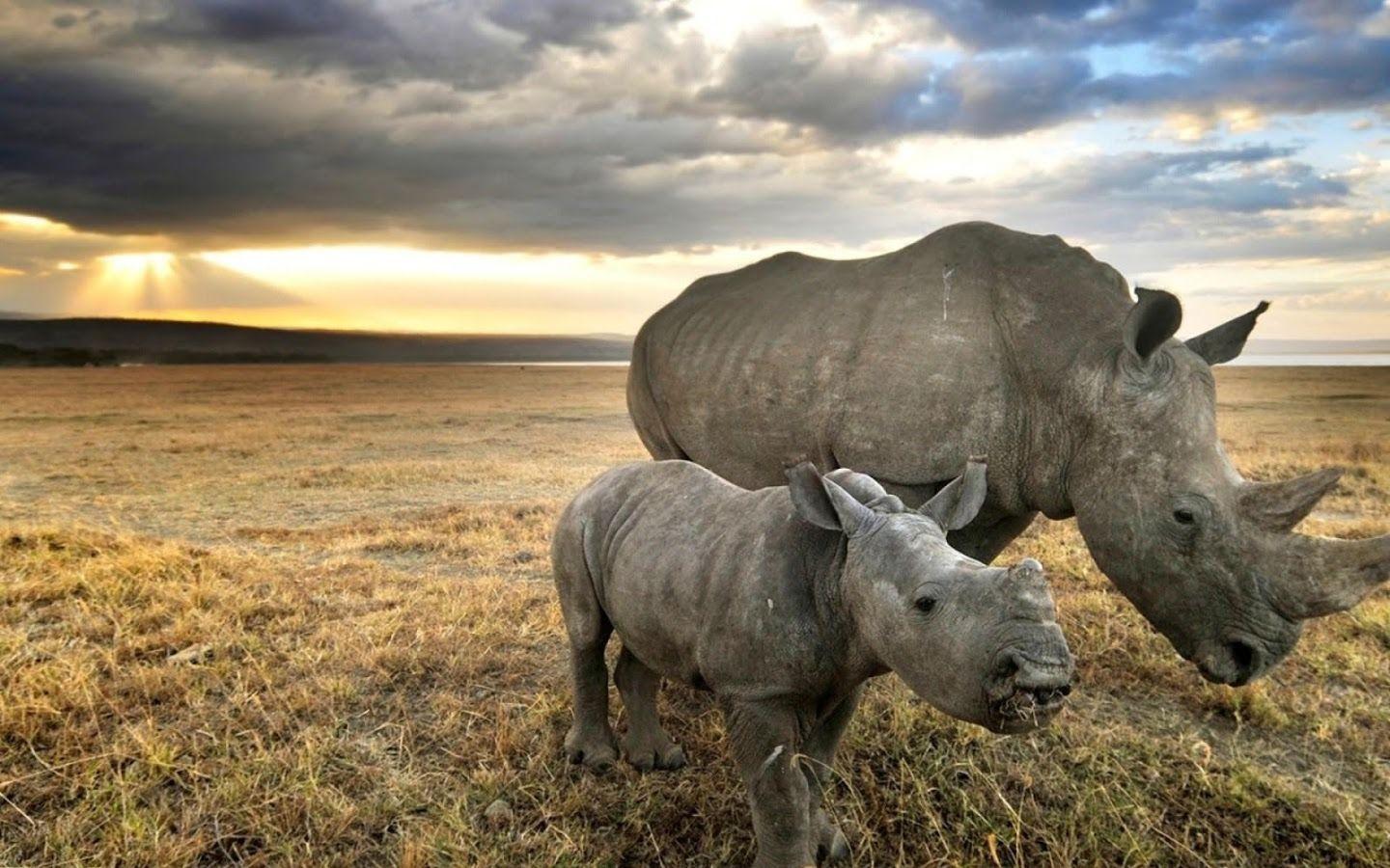 Rhinoceros HD Wallpaper Free