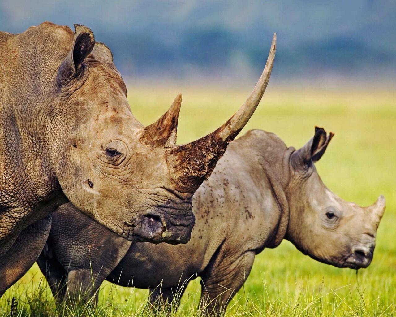 Nature. Rhinos and Animal