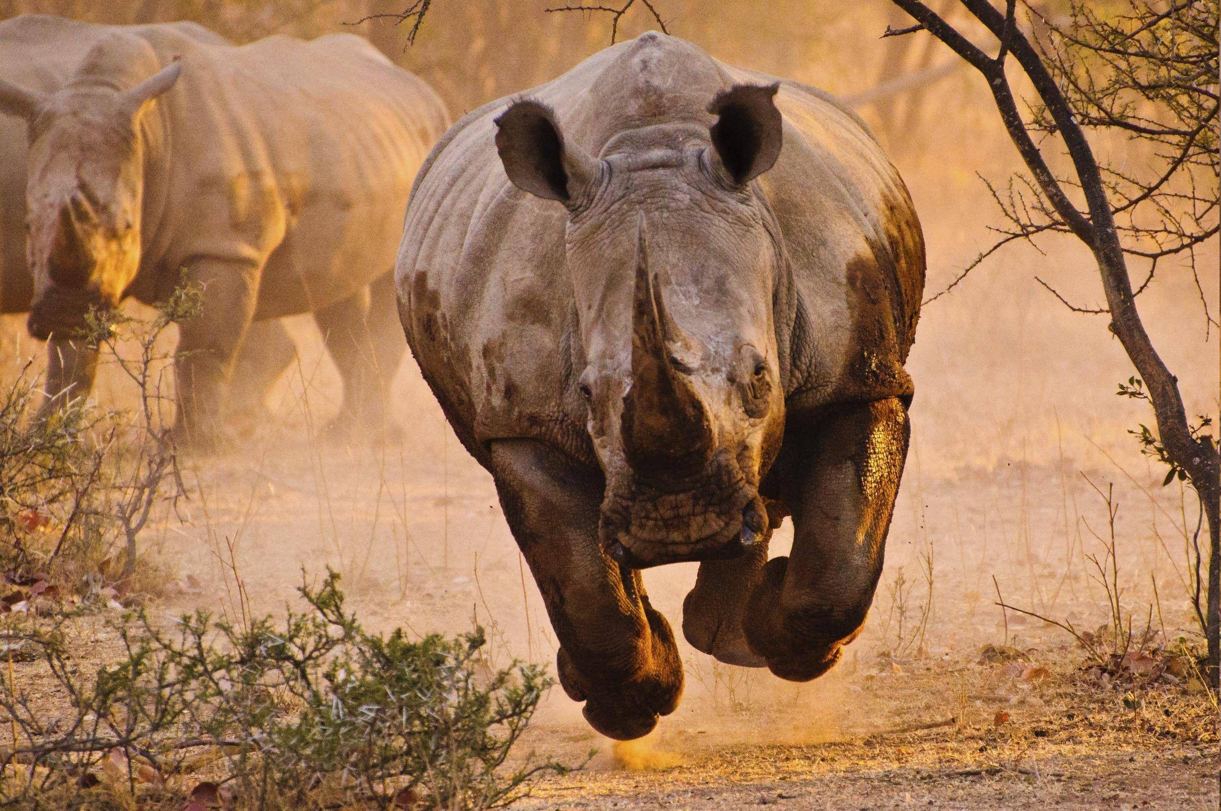 rhino, Nature, Animals Wallpaper HD / Desktop and Mobile