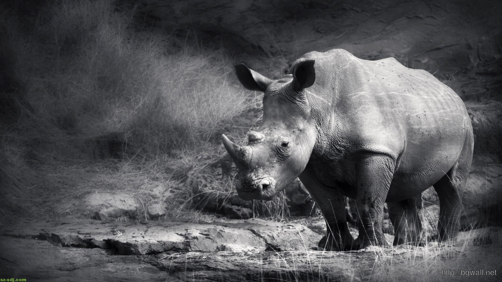 Black And White Rhino Wallpaper
