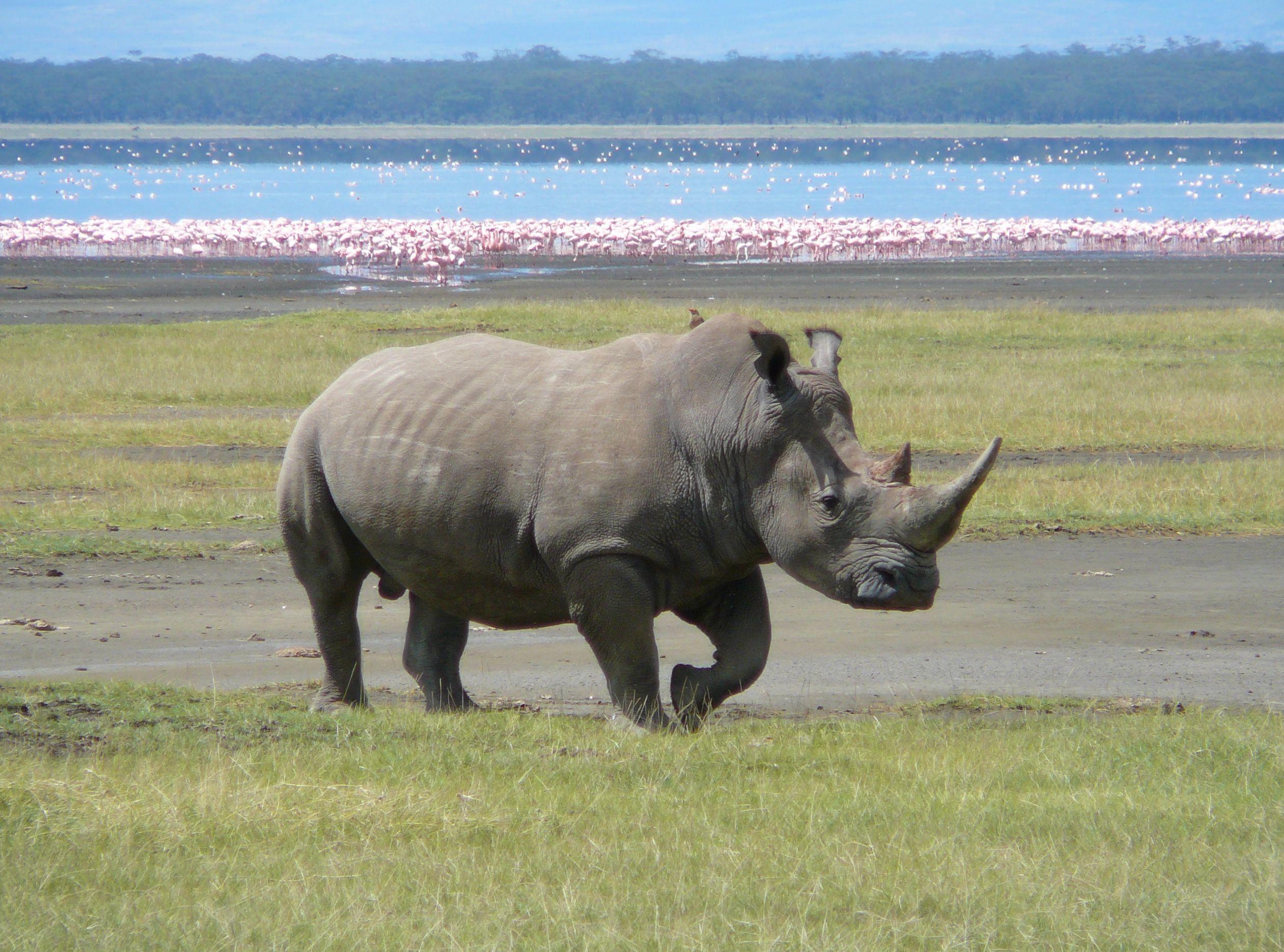 White Rhino in Lake Nakuru