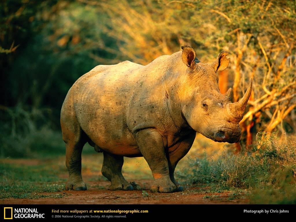 Rhinoceros Picture, Rhinoceros Desktop Wallpaper, Free Wallpaper