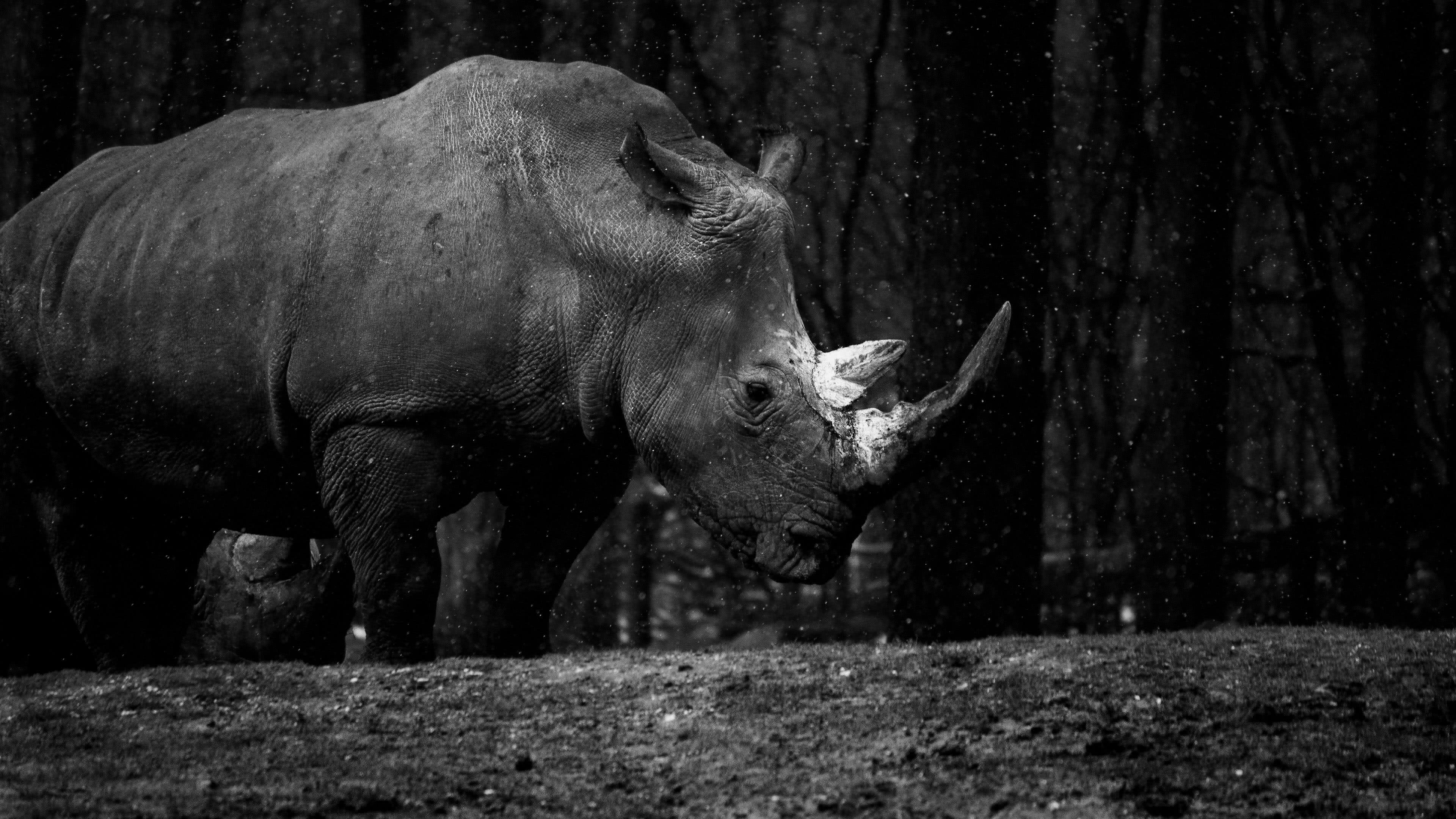 Rhino At The Royal Burgers Zoo UHD 4K Wallpaper