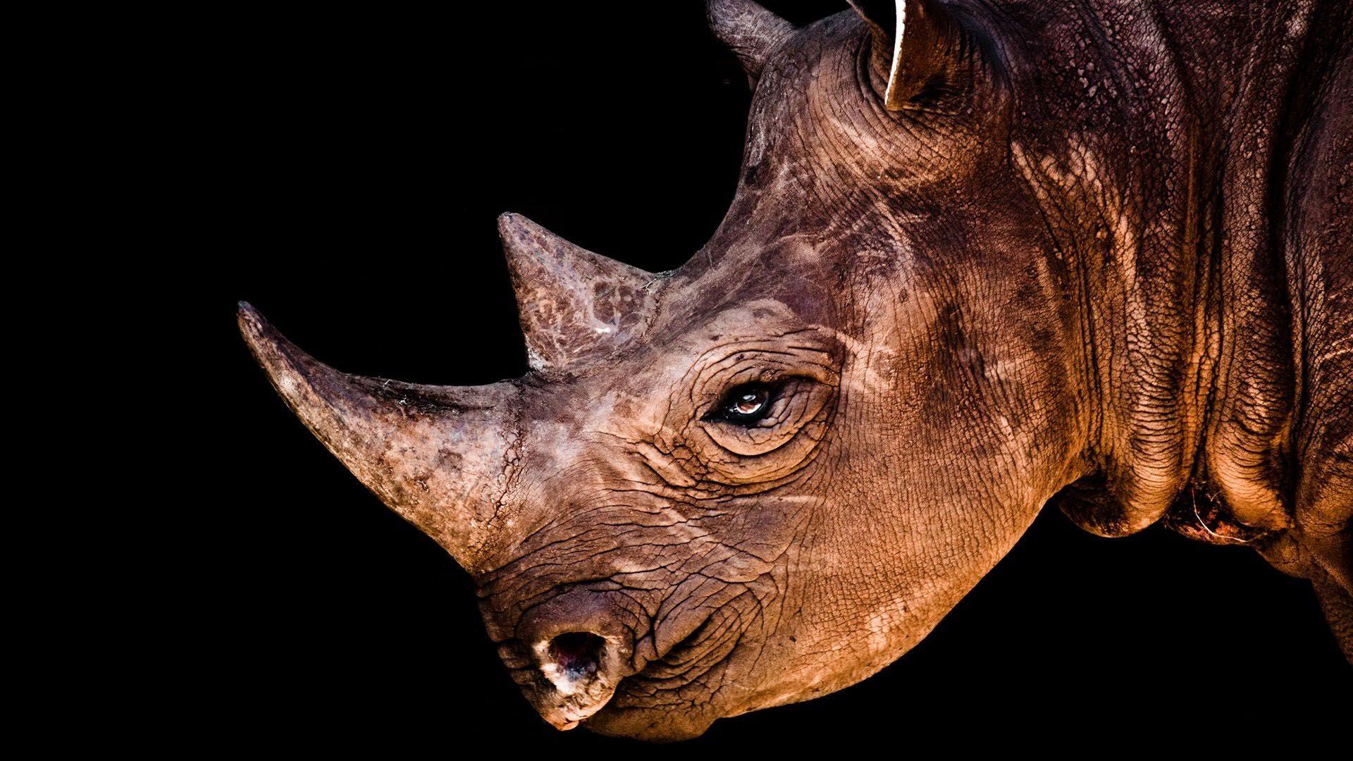 Rhino Full HD Wallpaper and Background Imagex1080
