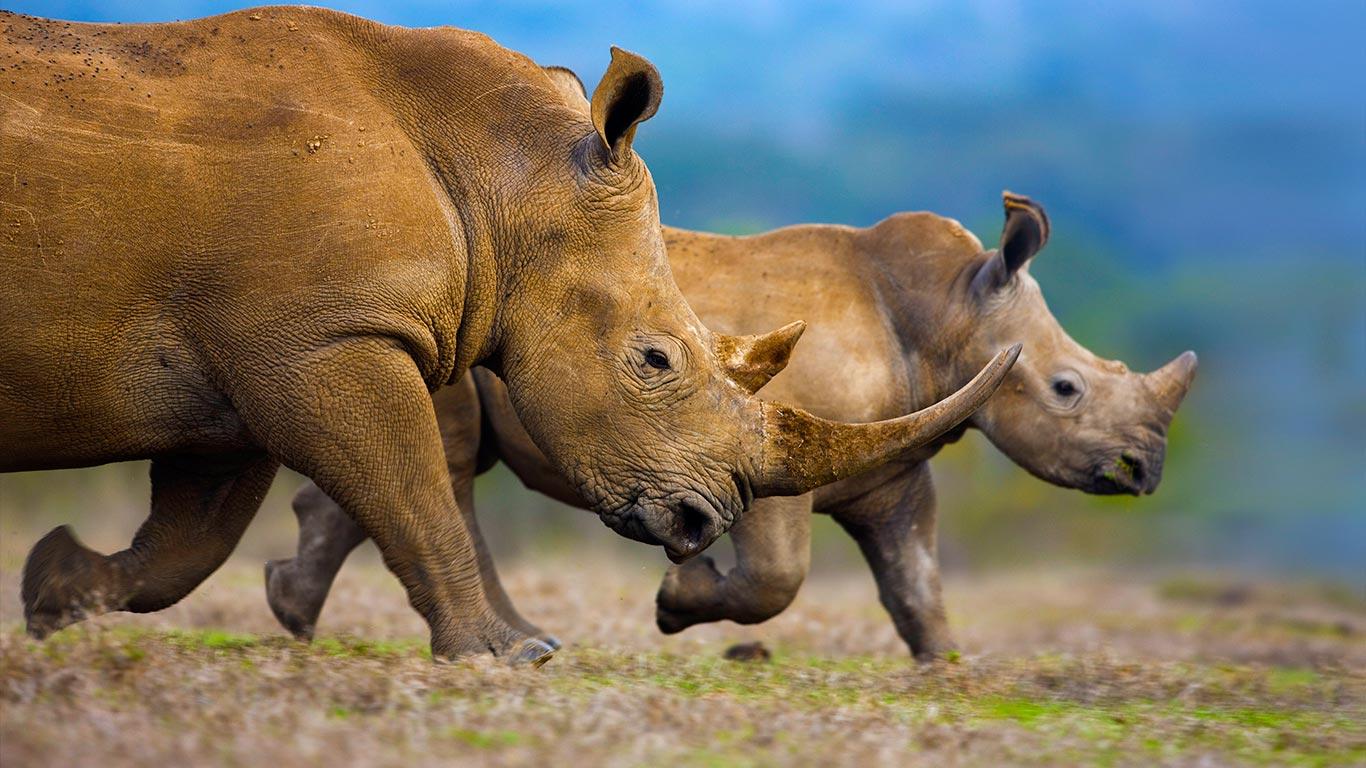 Southern white rhinoceros mother and calf wallpaper