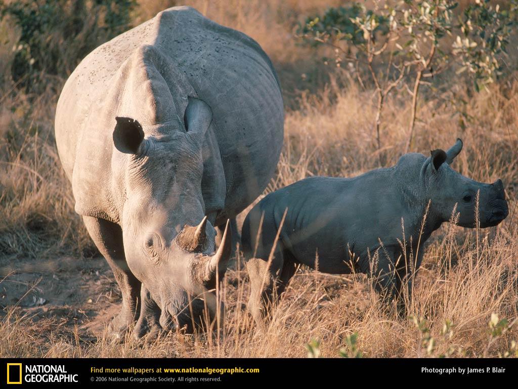 White Rhinoceros Picture, White Rhinoceros Desktop Wallpaper, Free