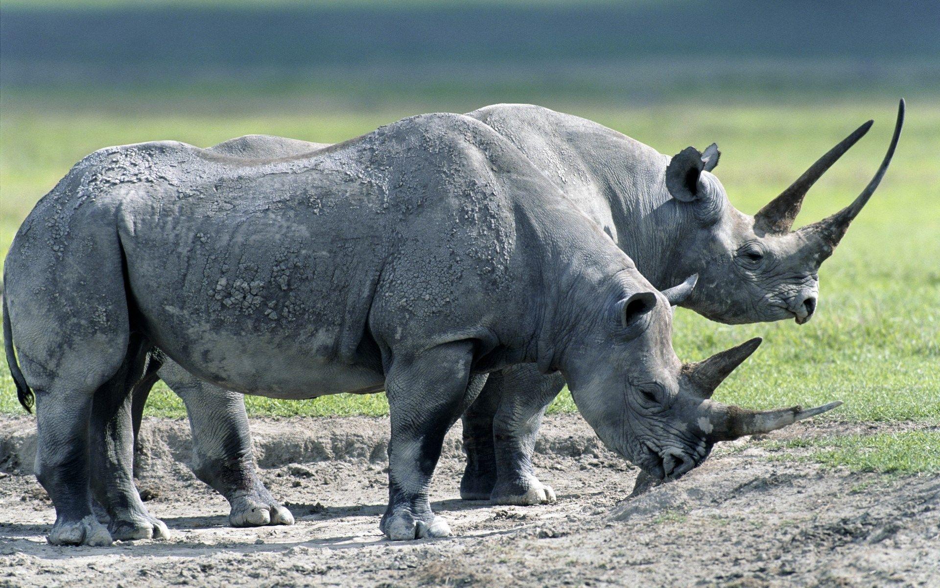 rhino category Quality rhino picture. ololoshenka