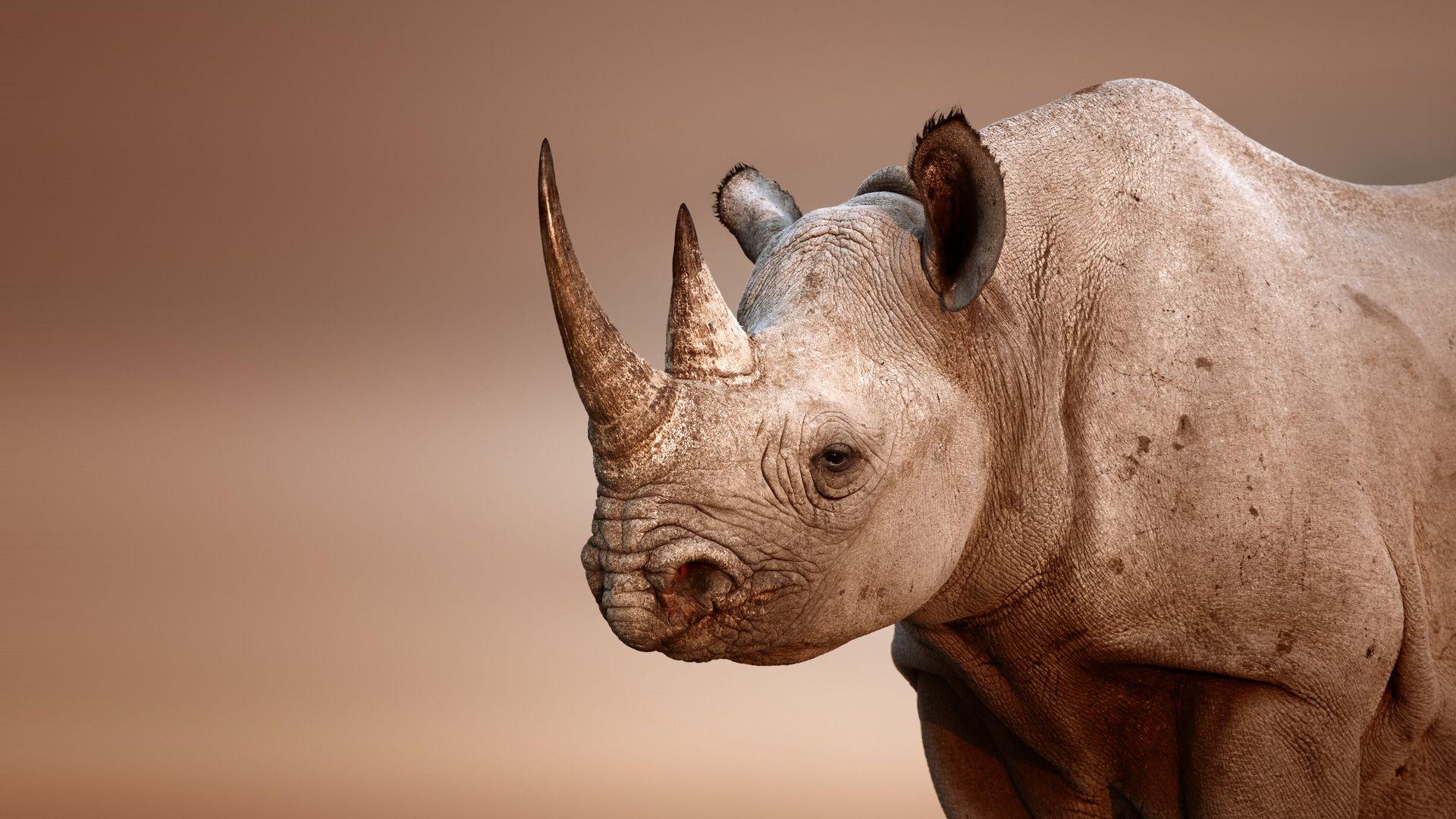 Wallpaper Rhinoceros HD Desktop