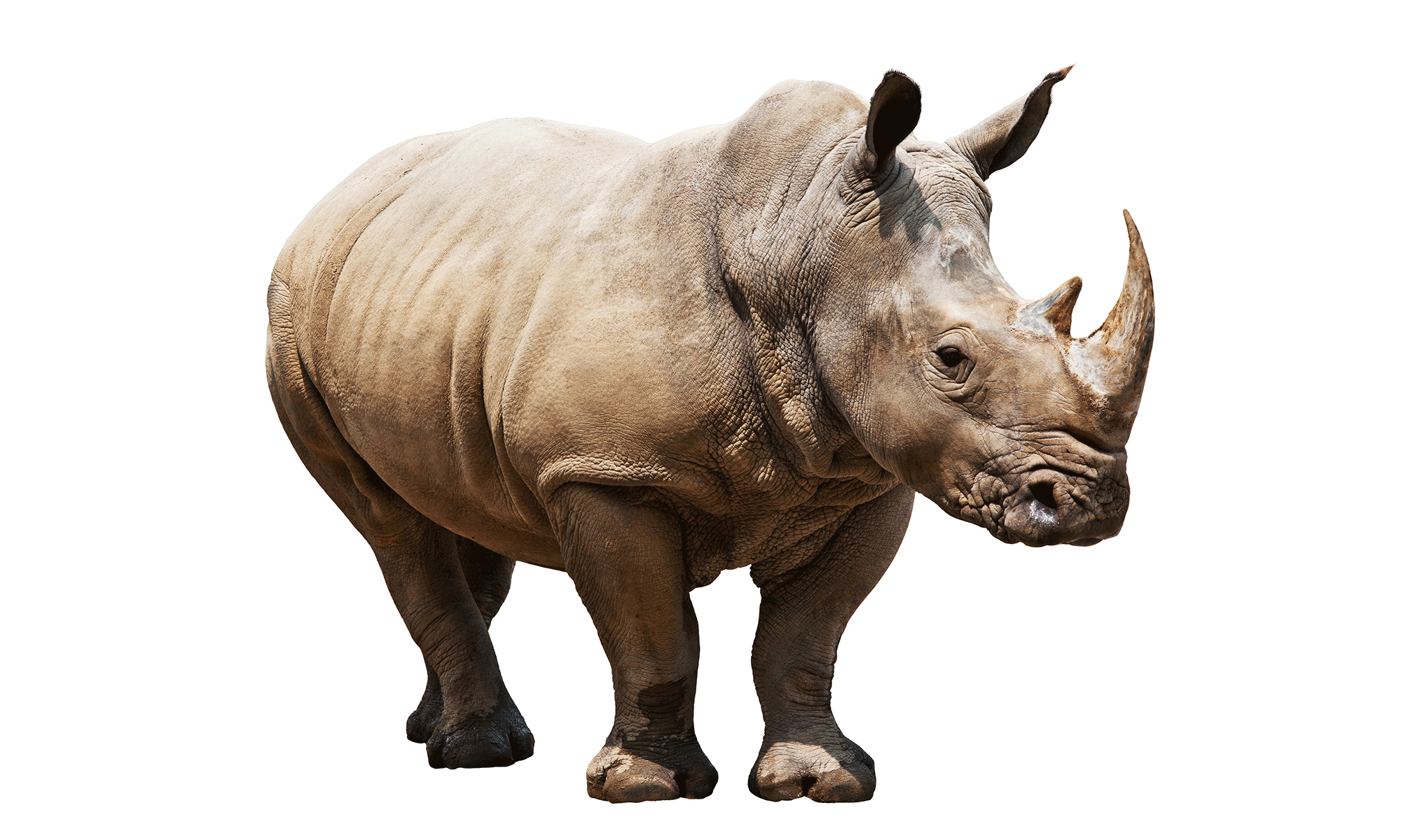 Most viewed Rhino wallpaperK Wallpaper