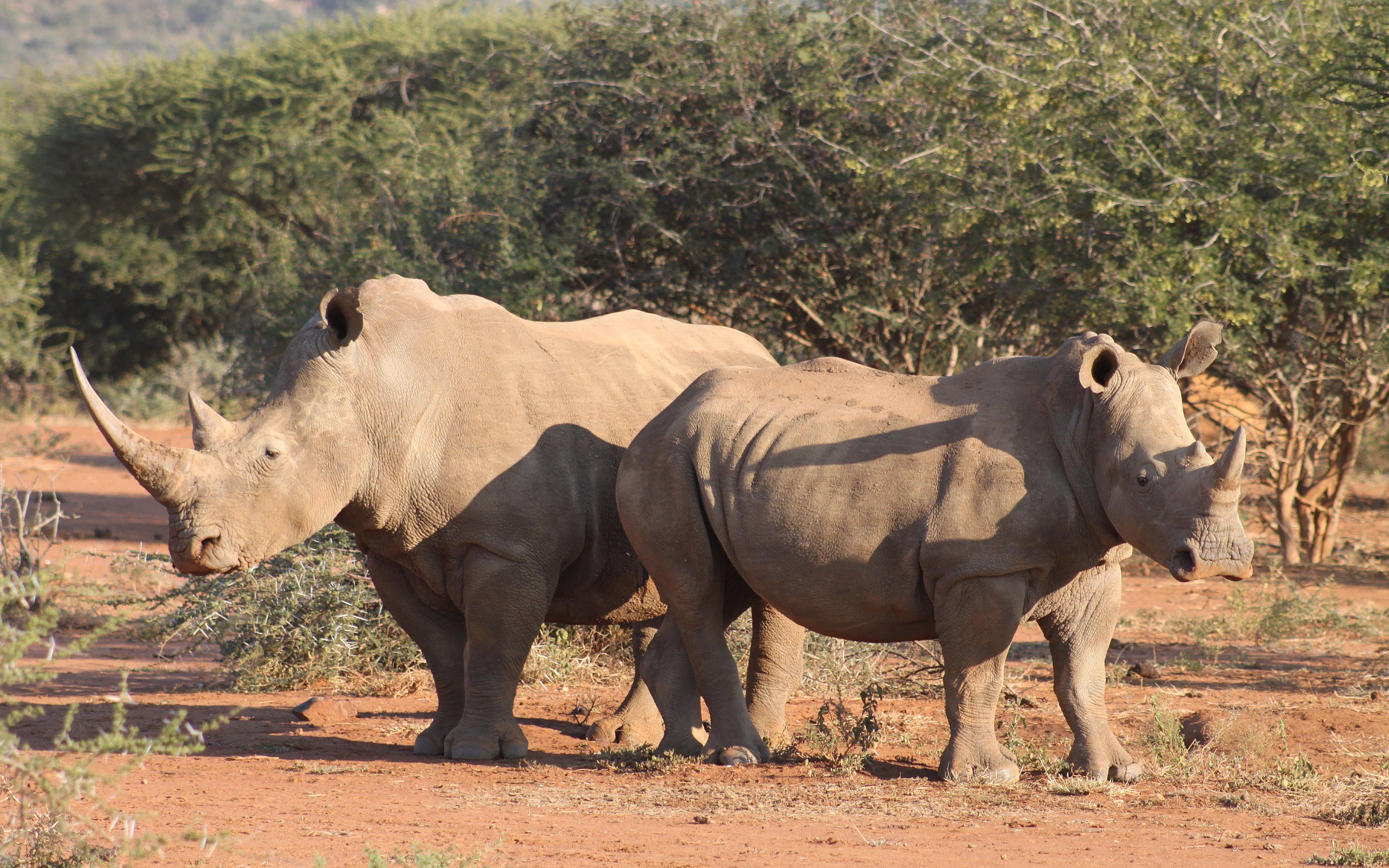 Rhinoceros Wallpaper Animal Spot