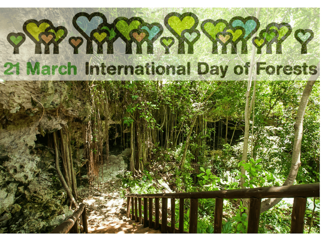 MARCH: INTERNATIONAL DAY OF FORESTS. Cap Cana Blog