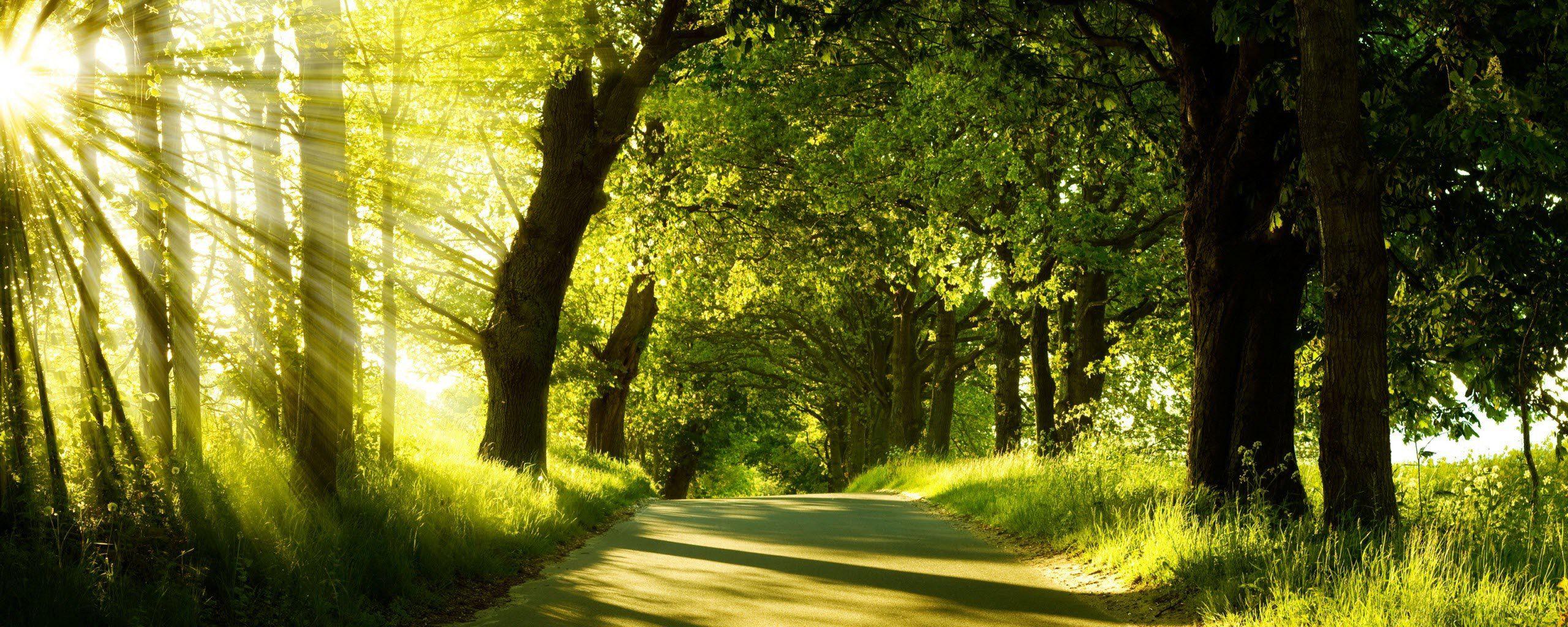 Nature trees forests paths woods sunlight wallpaperx1024