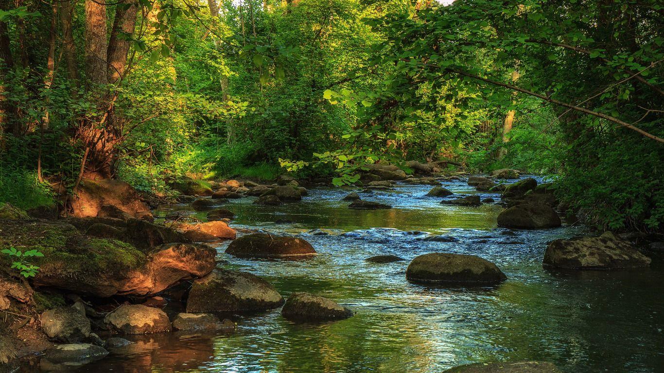 Forest Creek Wallpaper and Background Imagex768