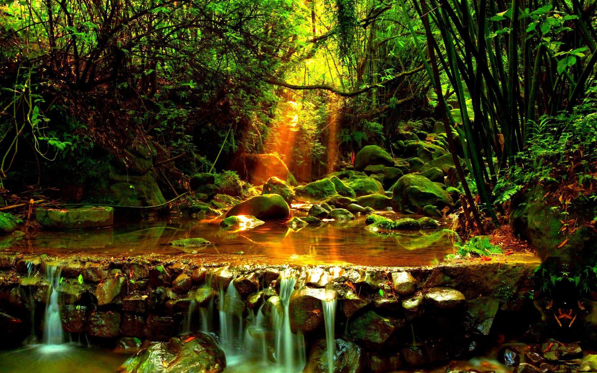 forest stream image Desktop Wallpaperk HD
