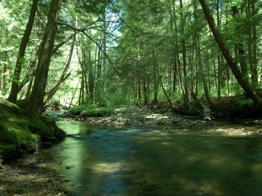 creek forest Desktop Wallpaperk HD