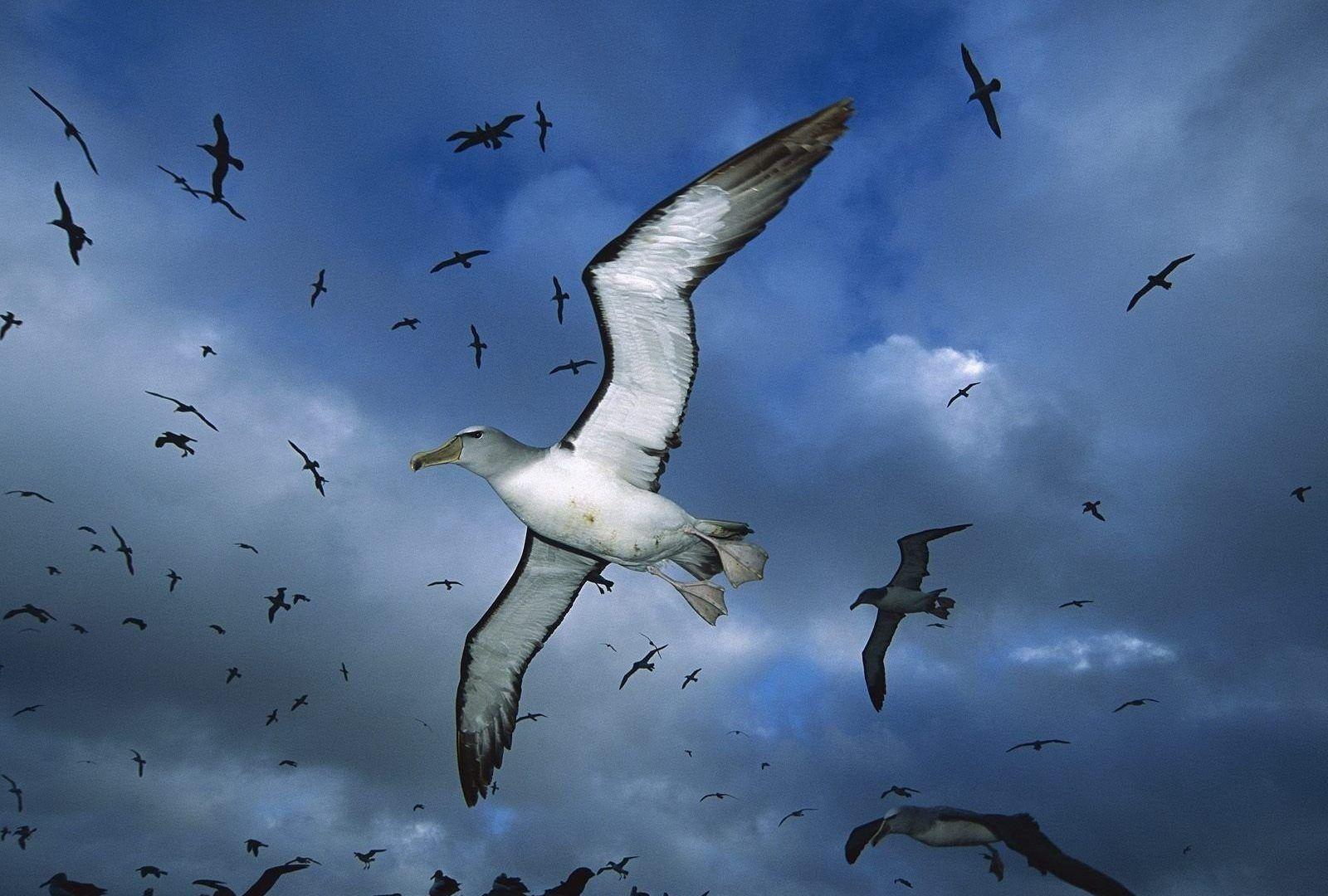 Albatross Tag wallpaper: Bird Albatross Birds Seabird White Exotic