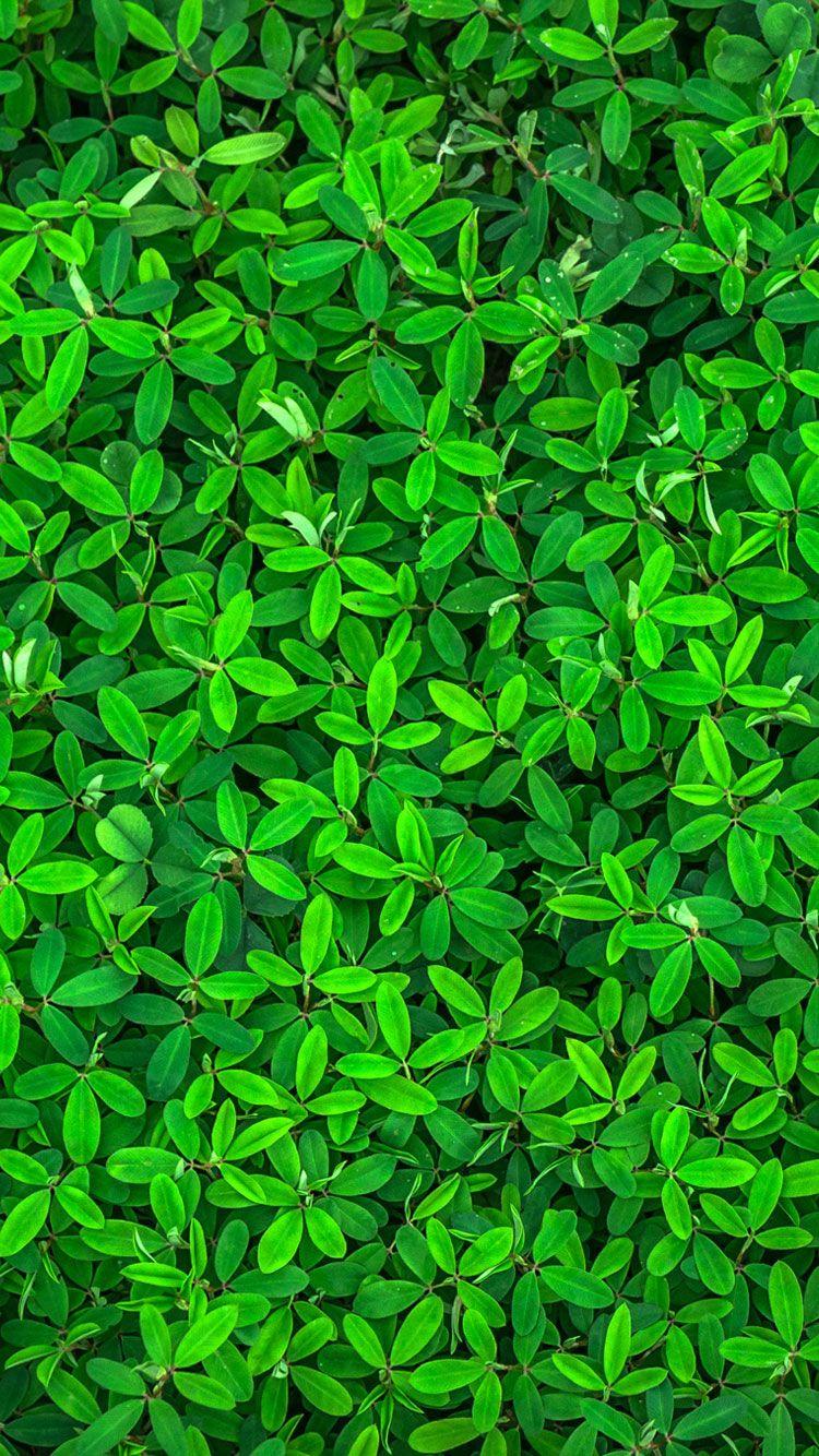 Green iPhone Wallpapers Wallpaper Cave