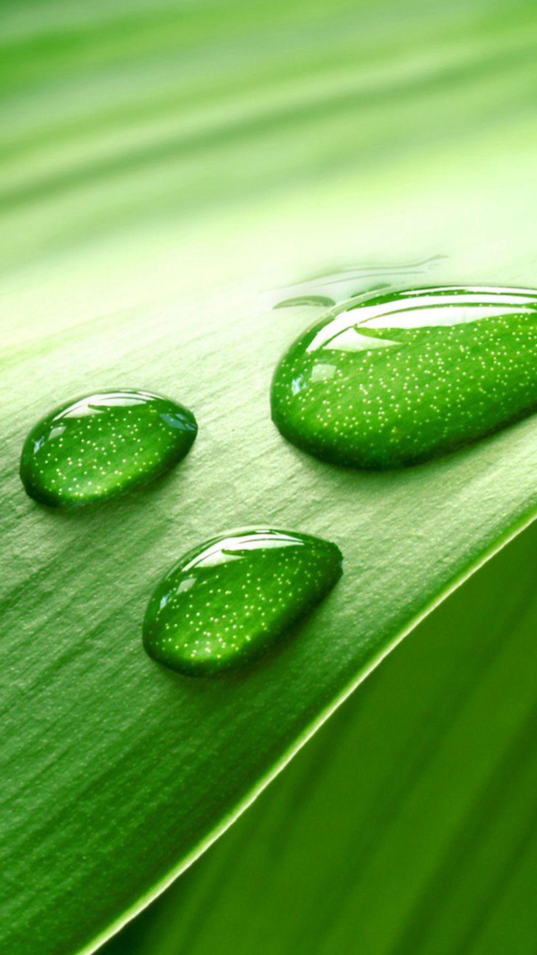 Green leaf and water drops HD iphone 6 plus wallpaper. iPhone 6