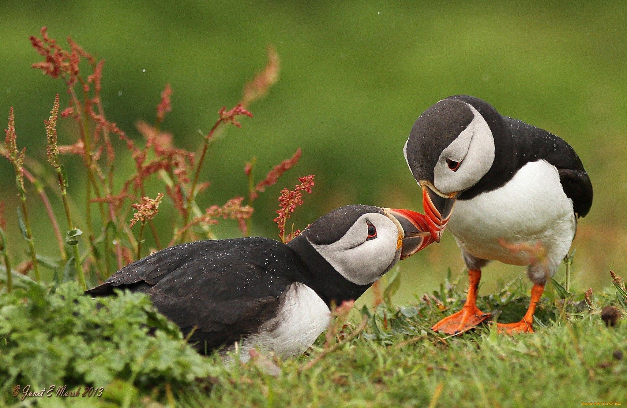 Puffin Wallpapers - Wallpaper Cave