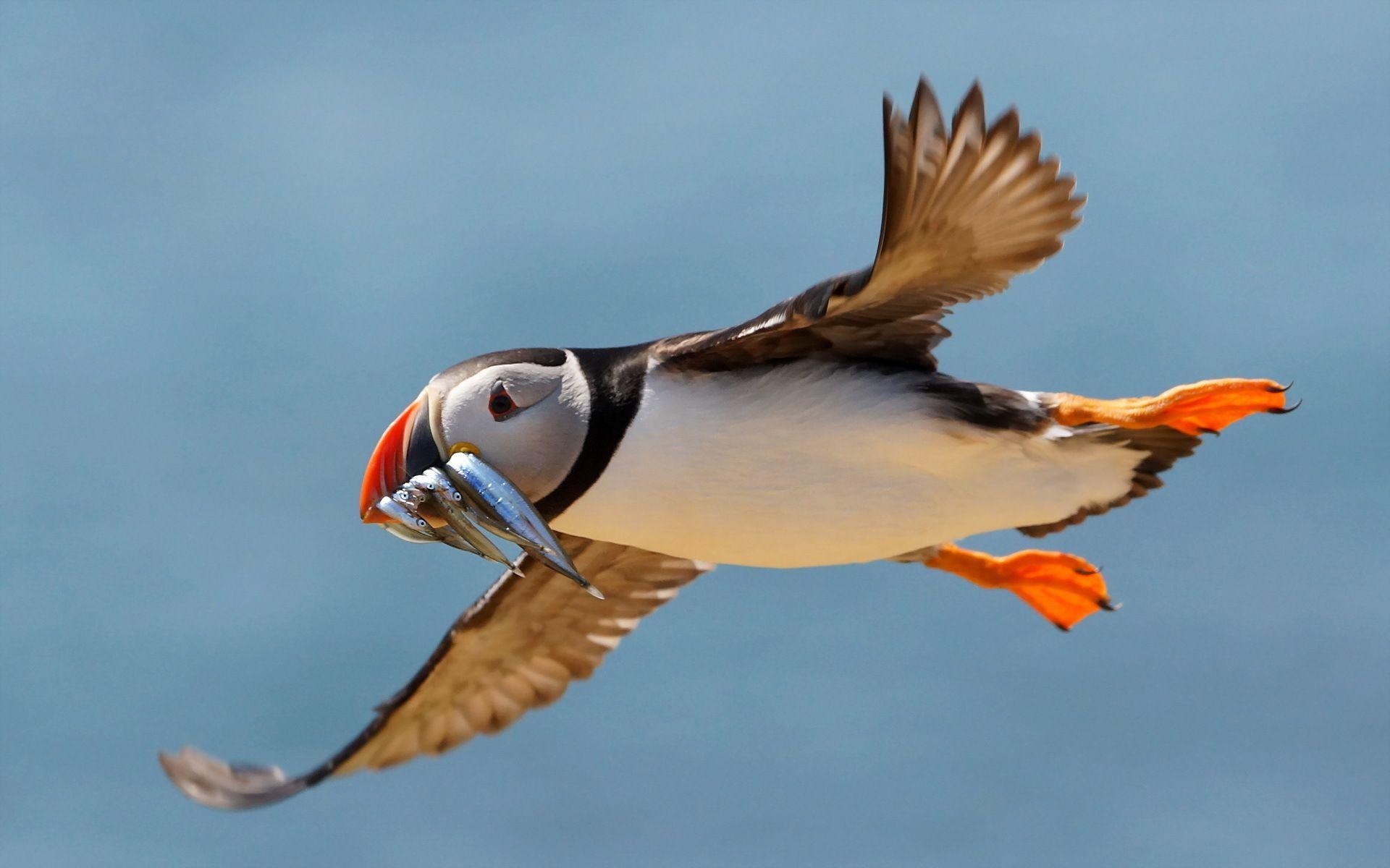 Puffin Full HD Wallpaper and Background Imagex1200